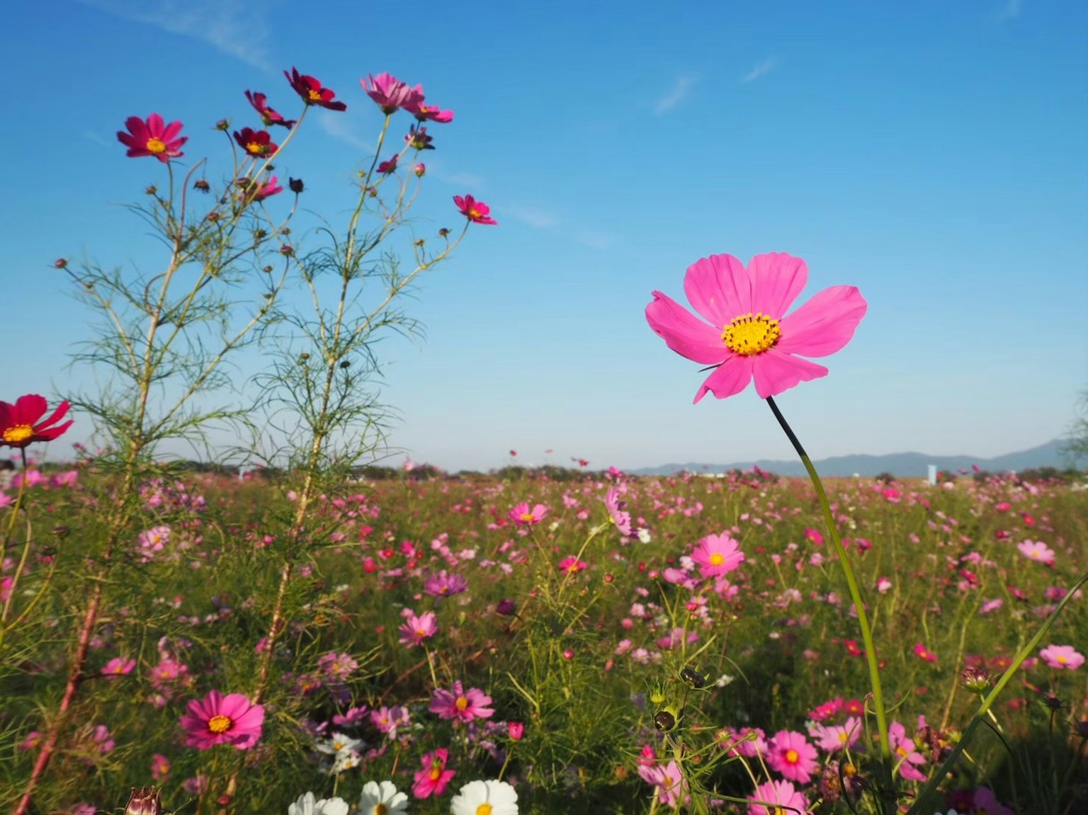 Flores de cosmos rosas floreciendo bajo un cielo azul