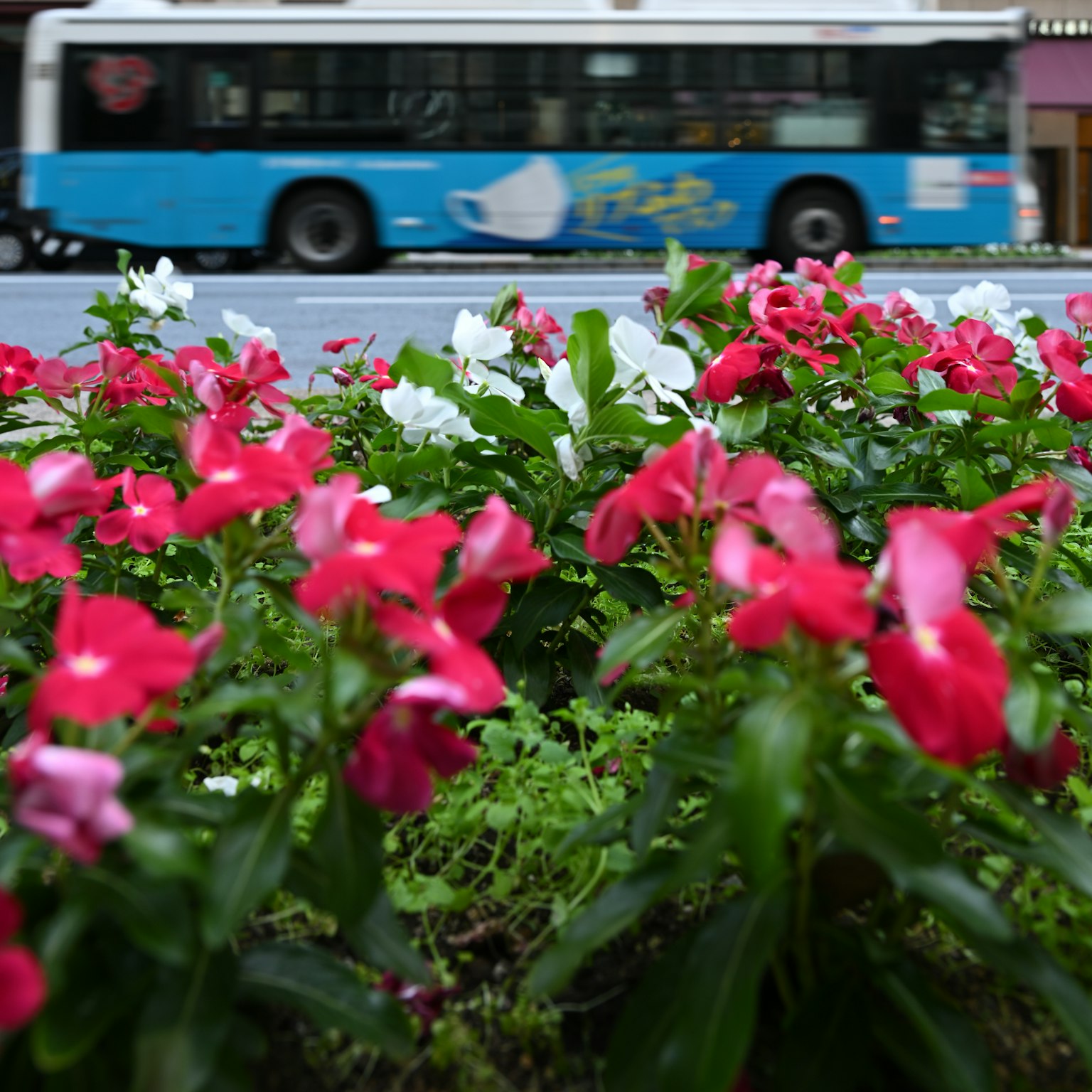 Bunte Blumen blühen mit einem vorbeifahrenden blauen Bus