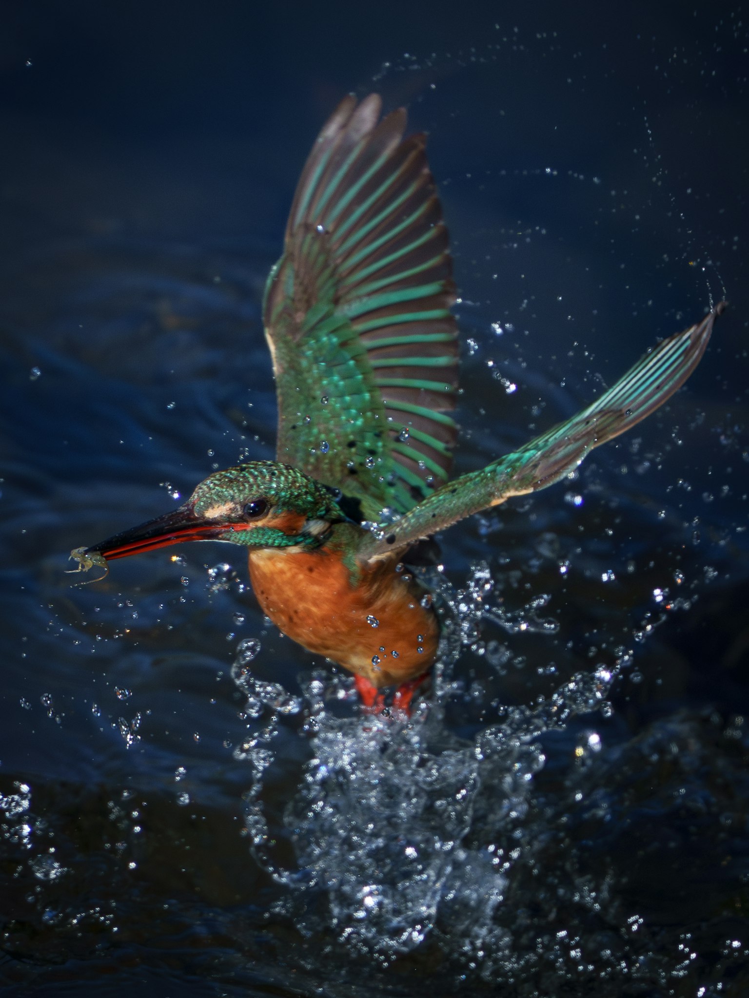 Un martin-pêcheur vibrant avec des ailes vertes et un corps orange volant au-dessus de l'eau