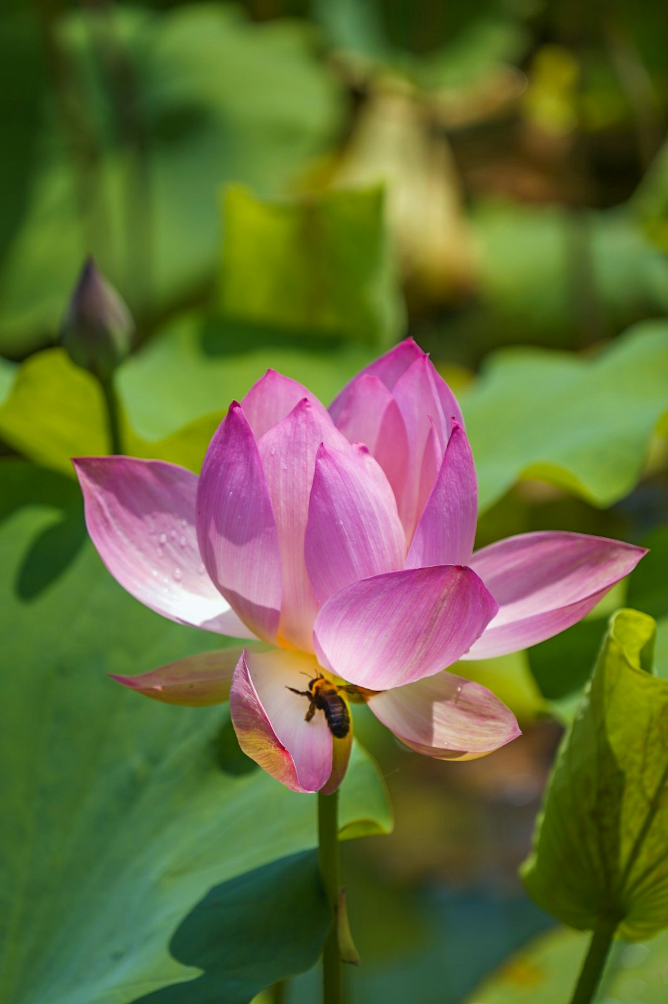 Gros plan d’une fleur de lotus rose avec des boutons