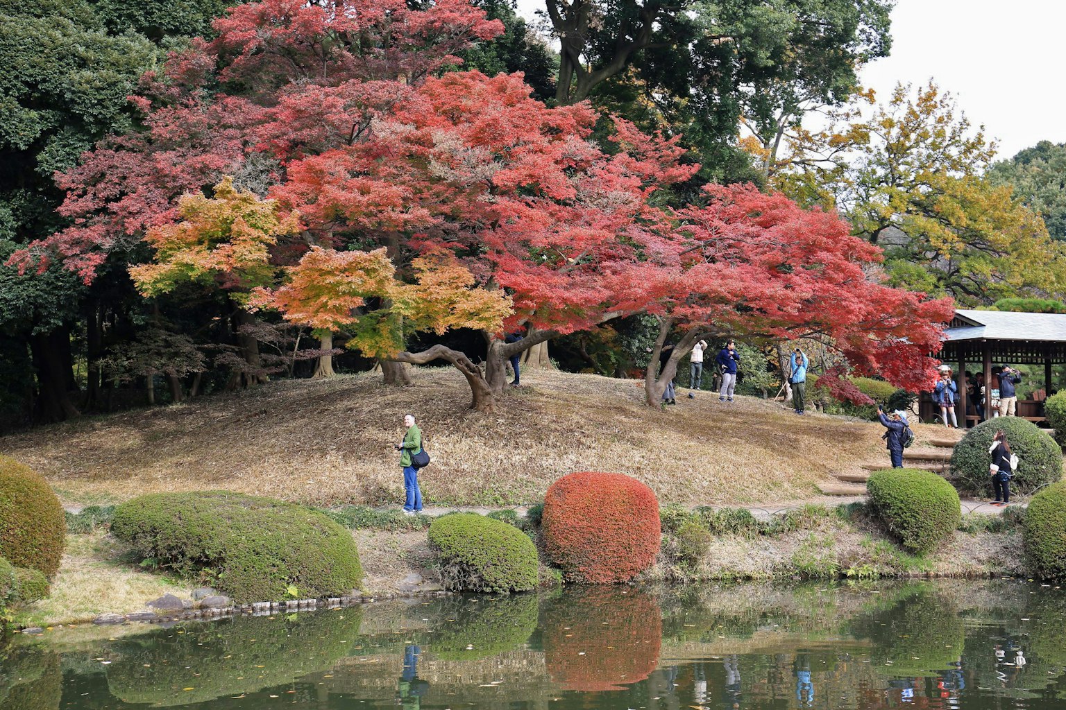 ทิวทัศน์สวนที่สวยงามพร้อมต้นเมเปิ้ลที่มีชีวิตชีวาและบ่อน้ำที่เงียบสงบ