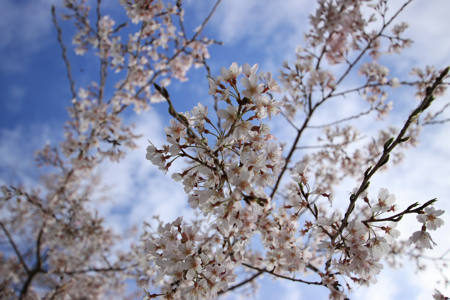 Primo piano di fiori di ciliegio e rami contro un cielo blu