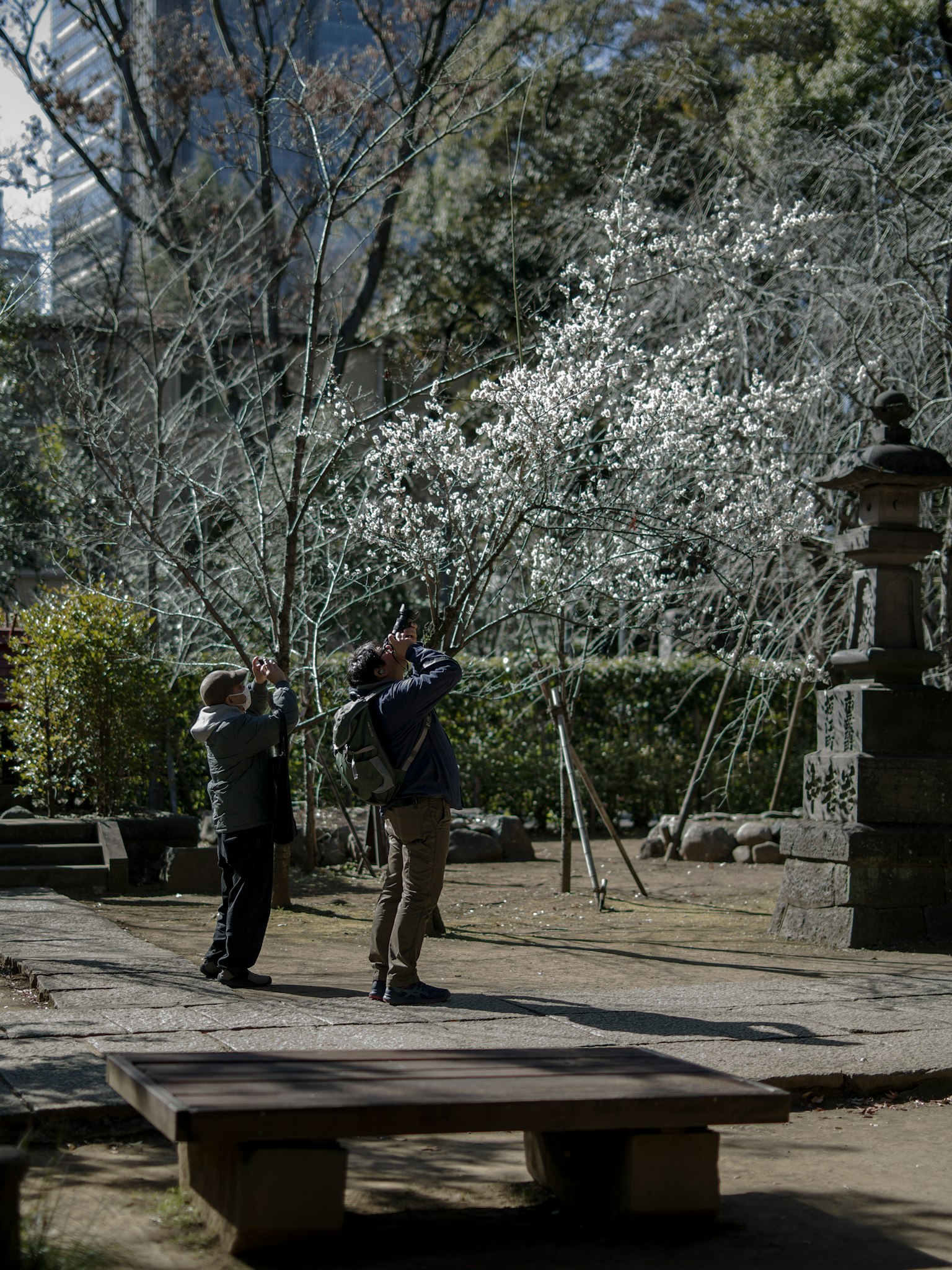 Deux personnes photographiant des fleurs blanches dans un parc