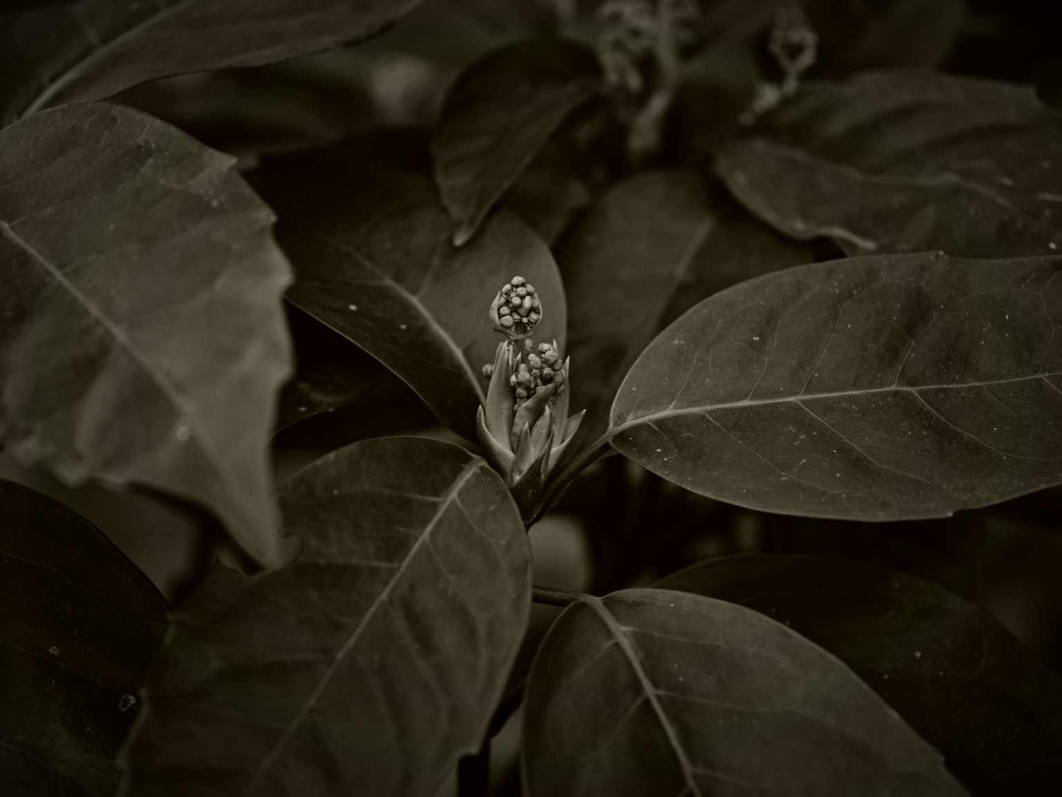 Schwarzweißbild eines kleinen Blumenknospe, versteckt zwischen dunkelgrünen Blättern