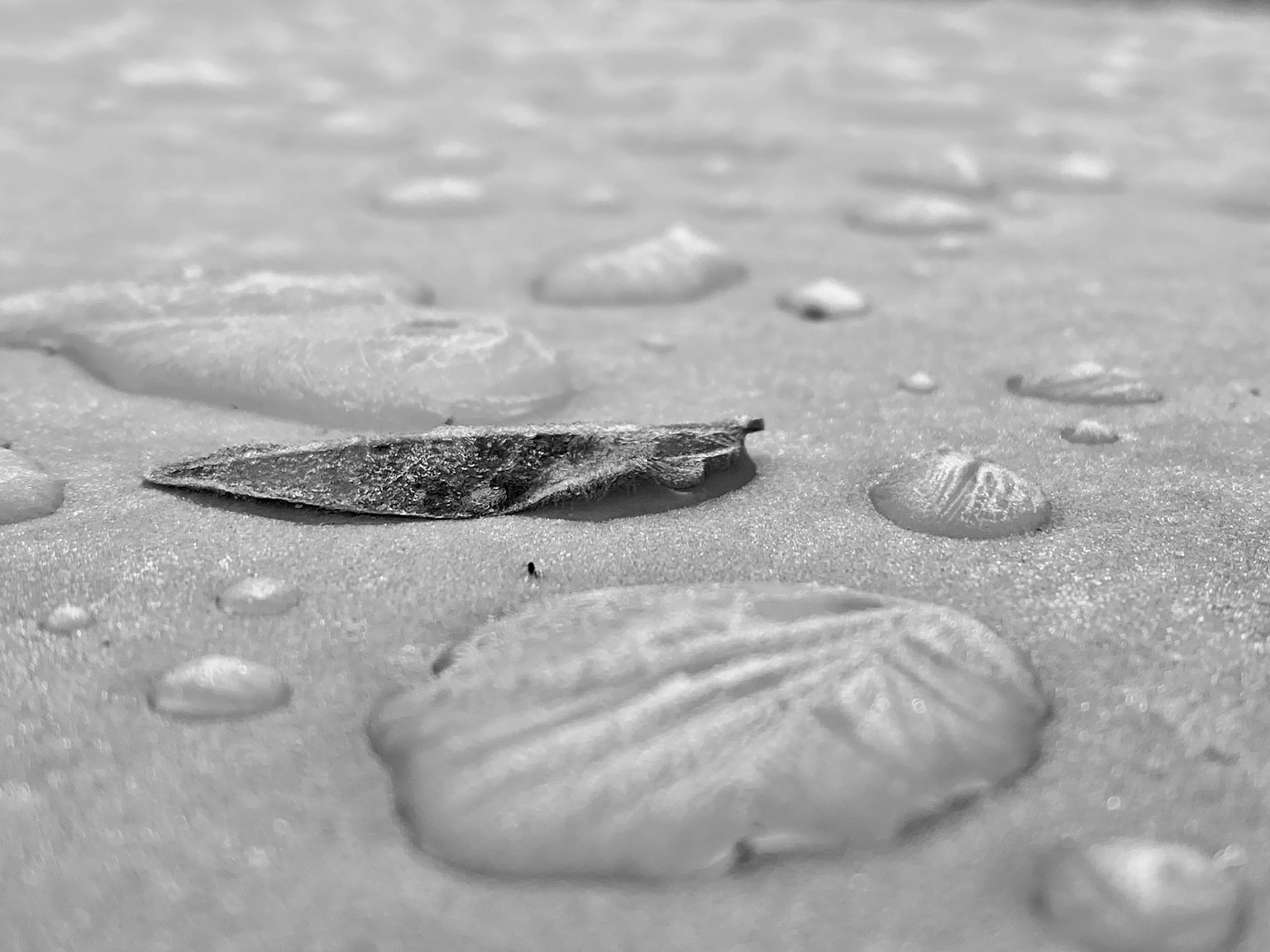 Close-up of a leaf on water droplets