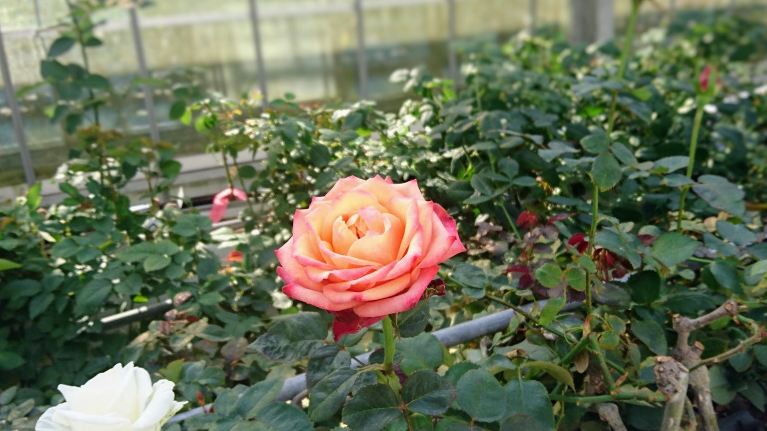 กุหลาบสีส้มและสีชมพูบานในเรือนกระจก