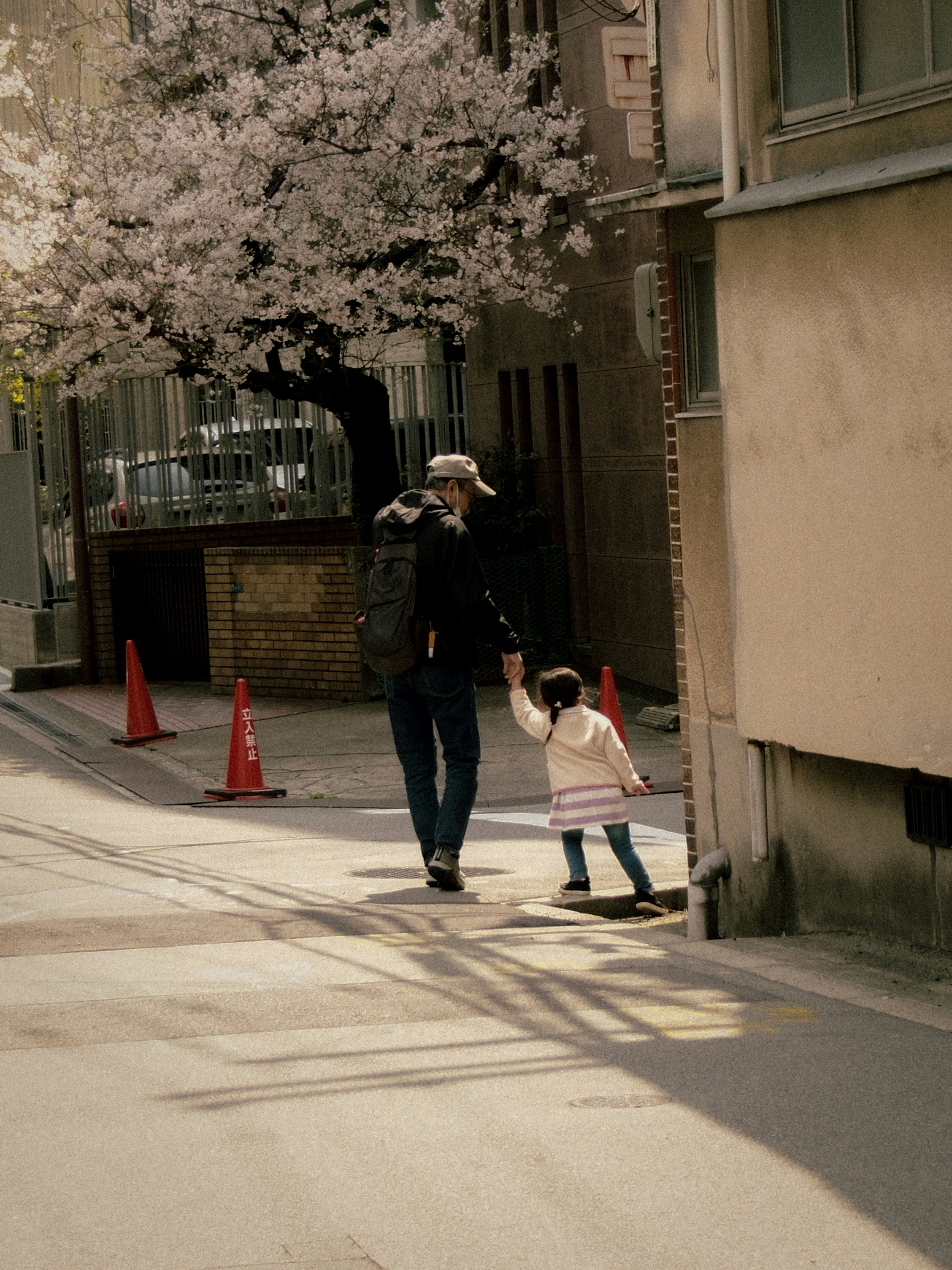 桜の並木の下を歩く親子の街角風景