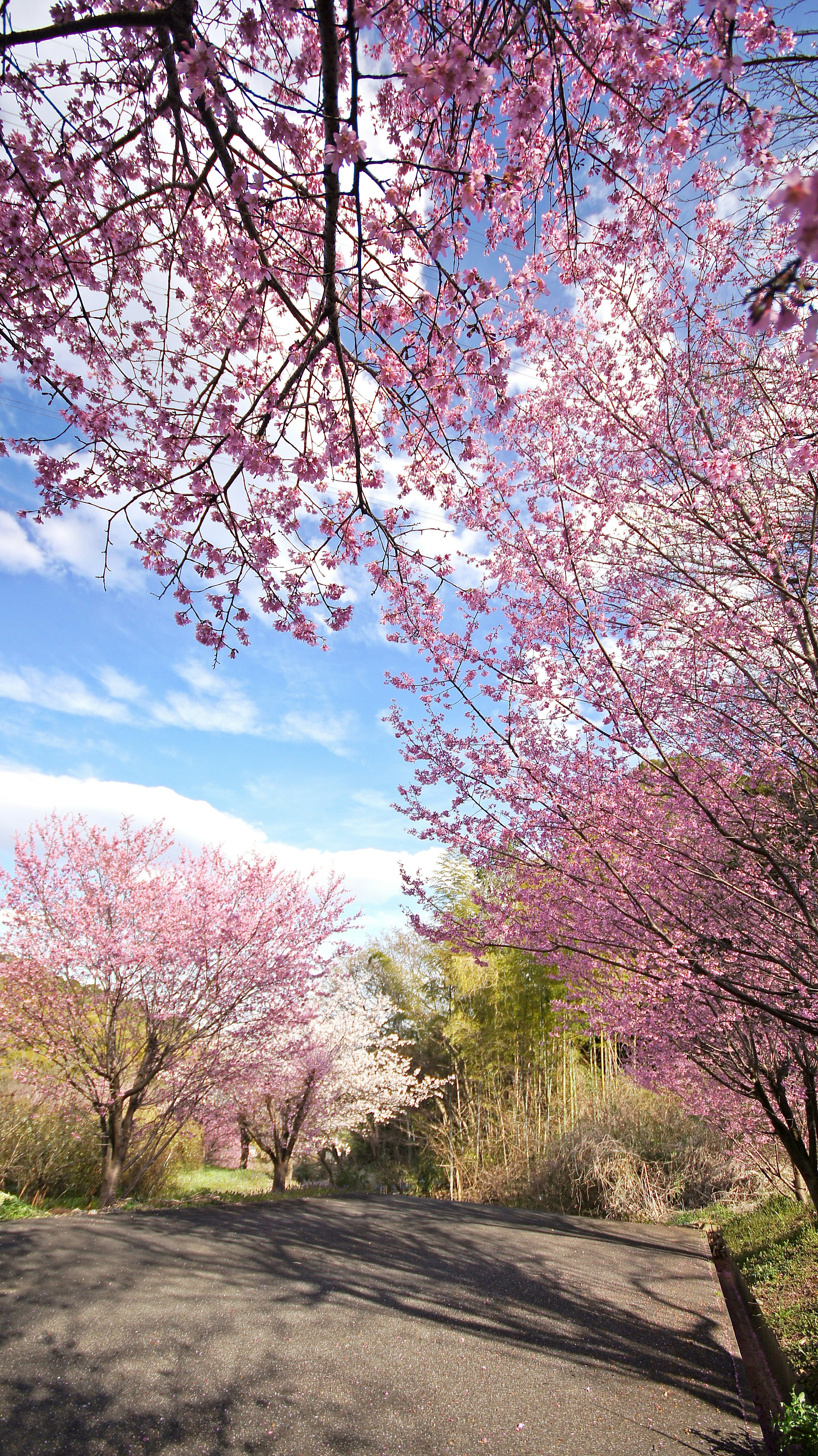 early-blooming cherry blossoms along a hillside road in spring