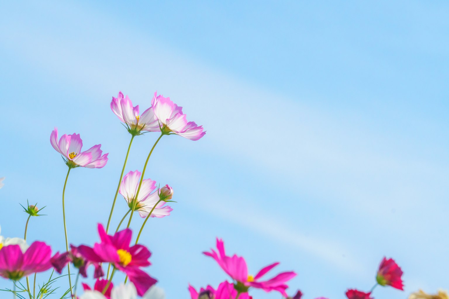 Fiori di cosmo colorati che fioriscono su uno sfondo blu