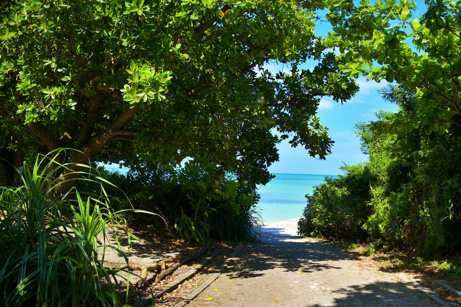 Jalan indah menuju pantai yang dikelilingi oleh vegetasi yang subur