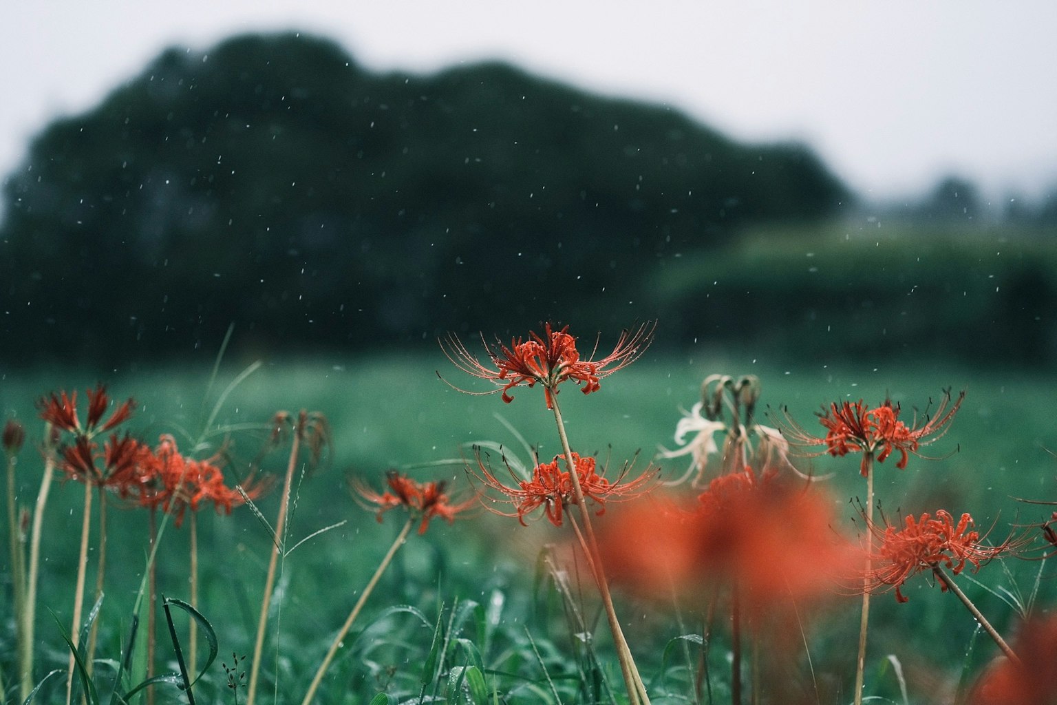 Rote Spinnenlilien blühen auf einem grünen Feld bei Regen