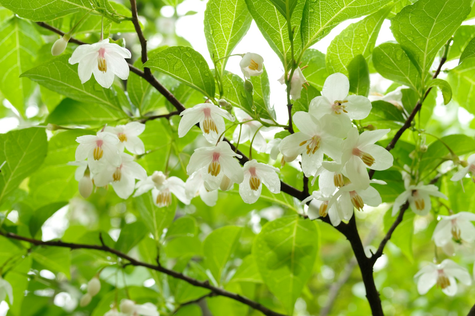 Acercamiento de una rama con flores blancas y hojas verdes