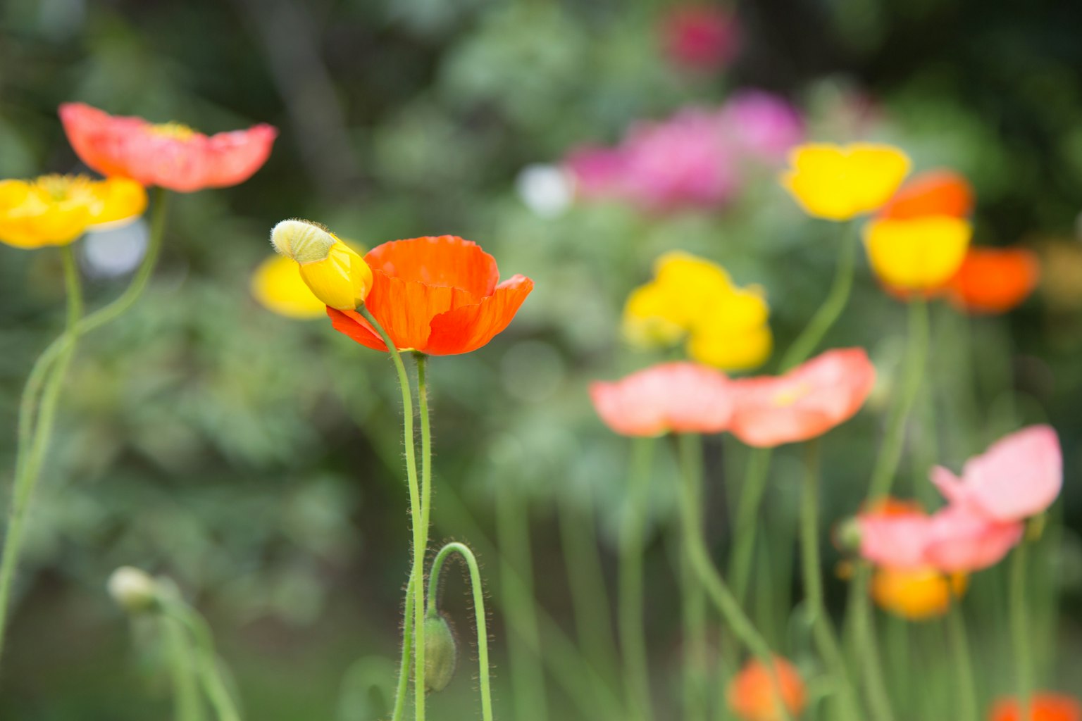 Bunga poppy berwarna-warni mekar di taman