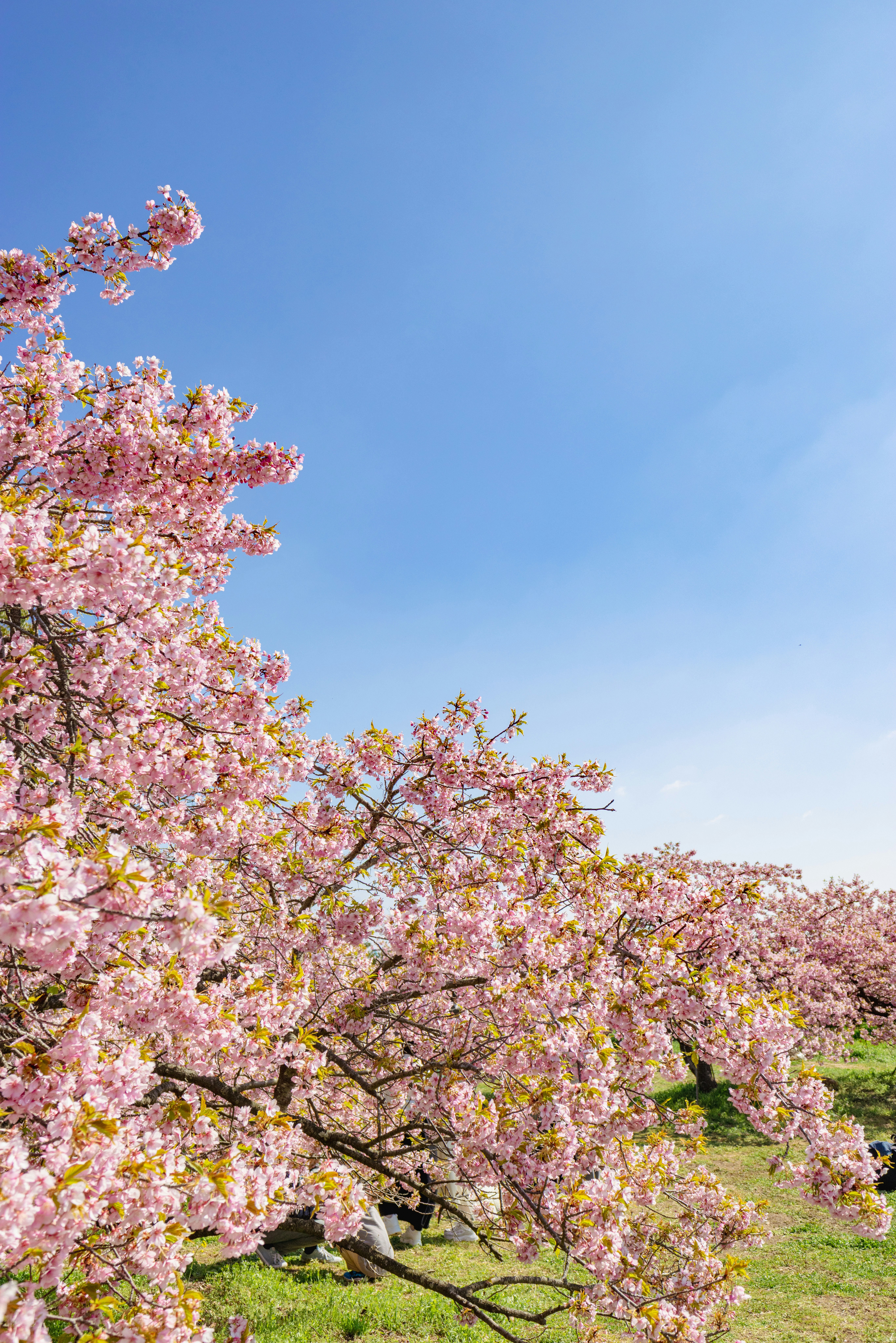 河津桜の咲く青空の下の枝と花