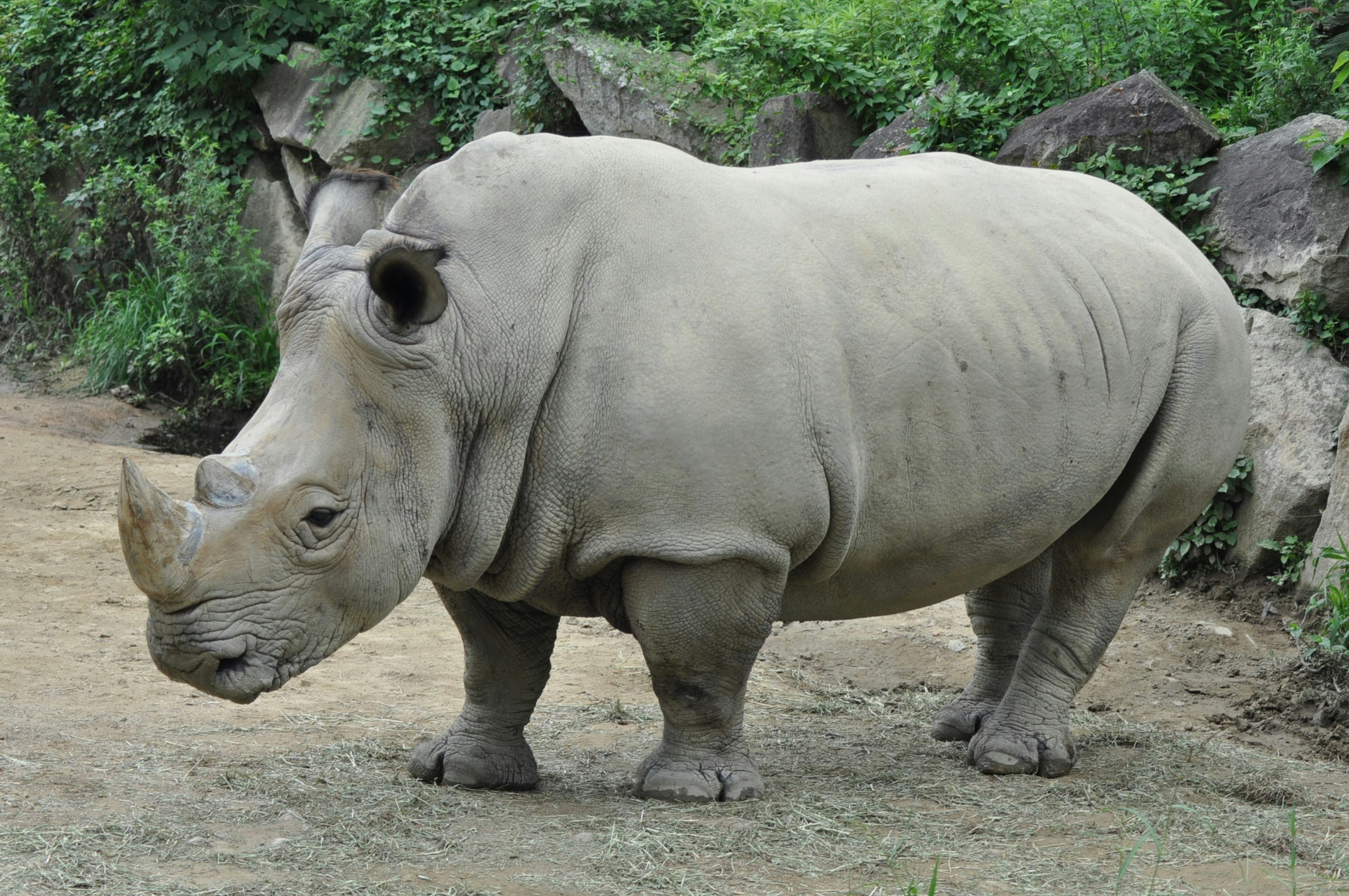 動物園のサイが草地の上を歩く姿