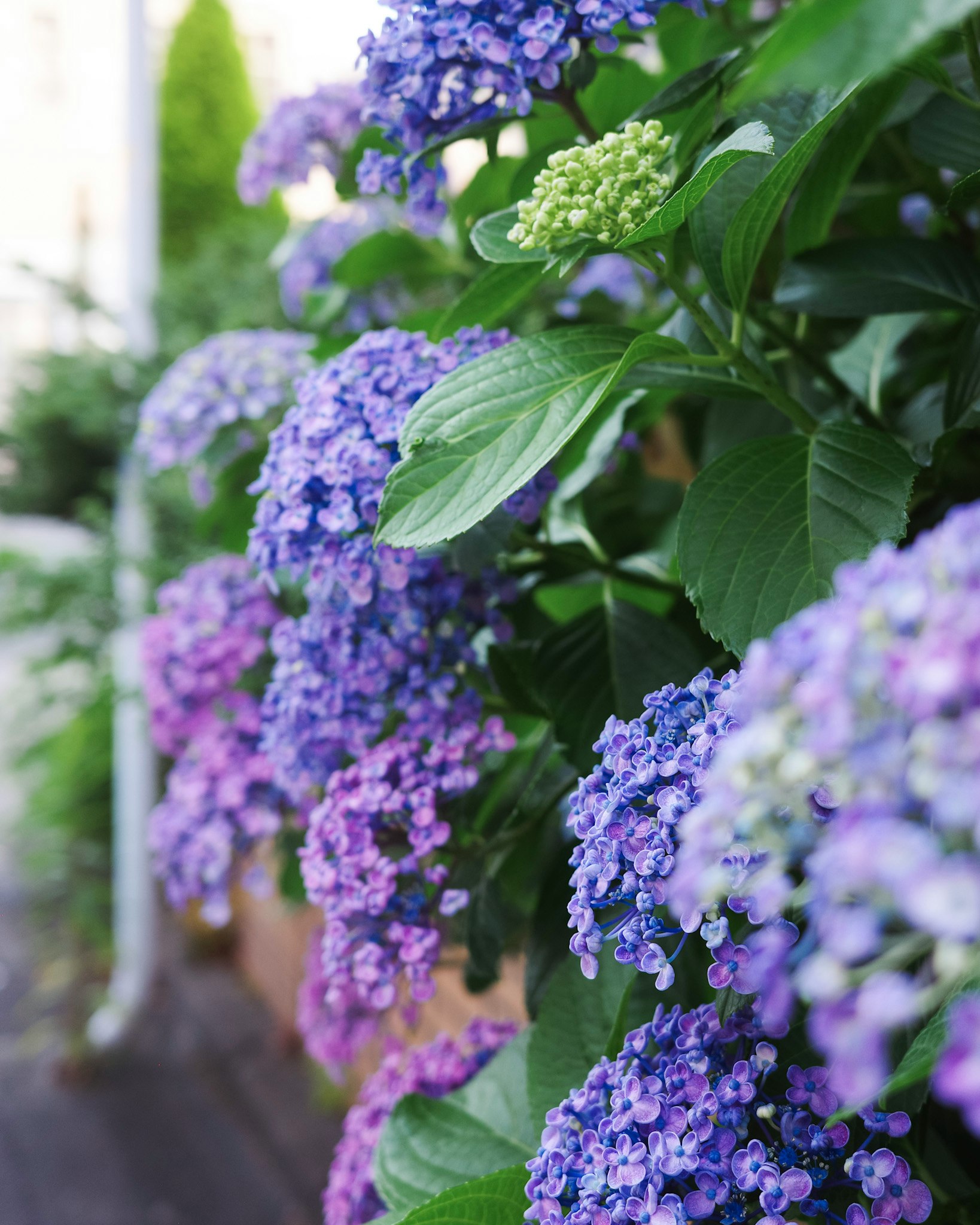 紫のアジサイの花と青紫の花房のクローズアップ