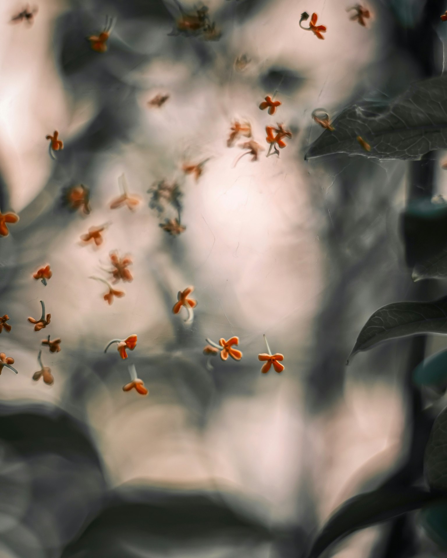 Groupe de petites fleurs orange flottant sur un fond flou doux