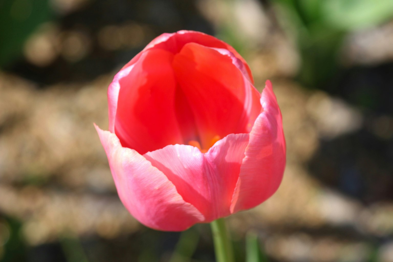 Une fleur de tulipe rouge vif en pleine floraison