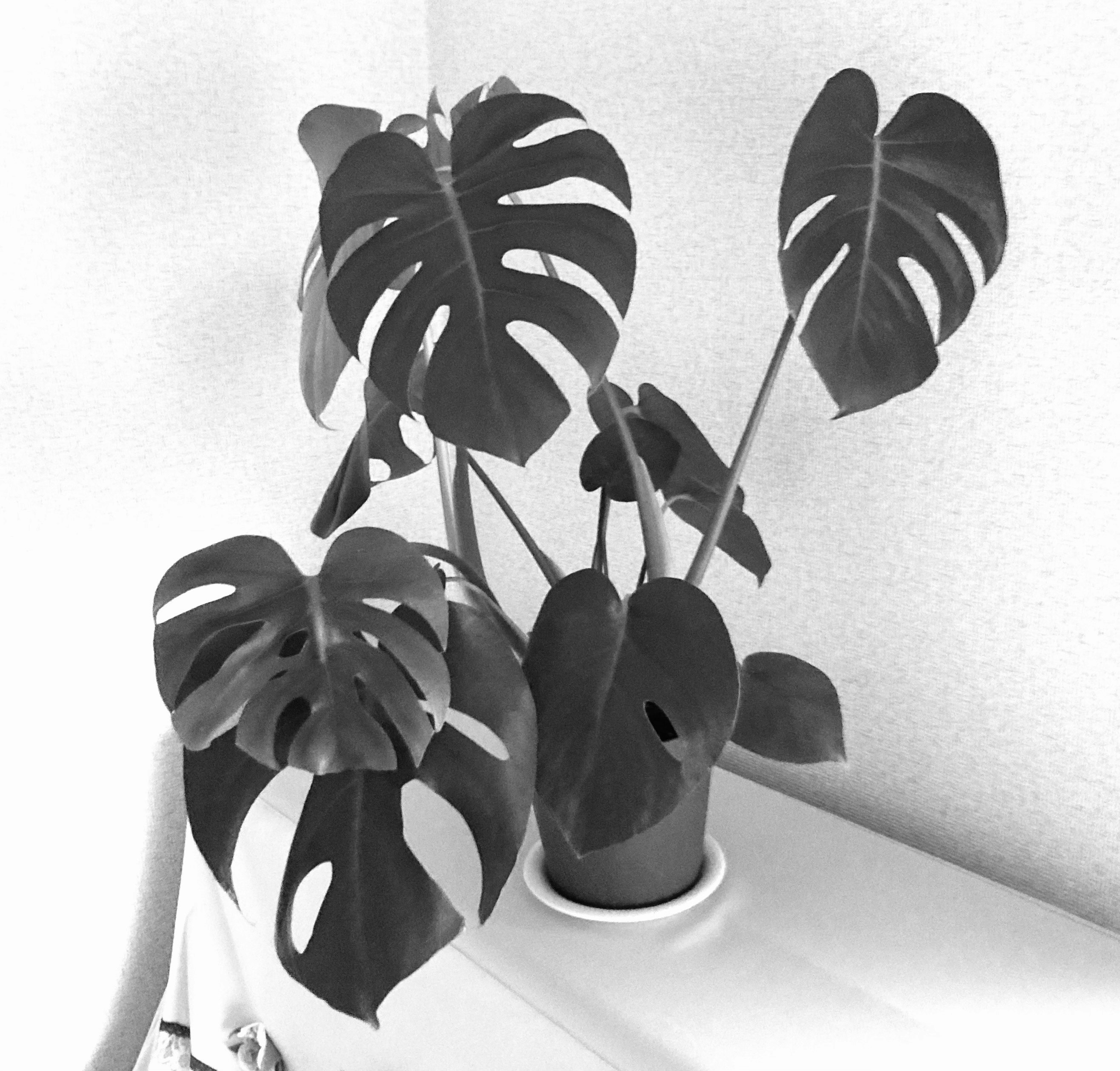 Lá monstera trong chậu tông đen trắng