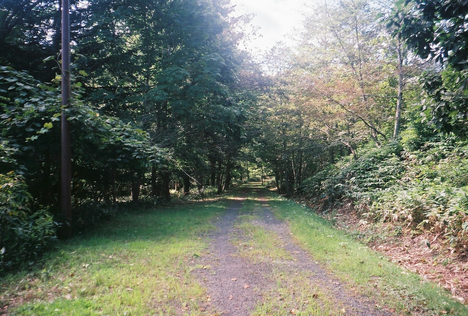 A scenic pathway through a lush green forest with trees lining the sides
