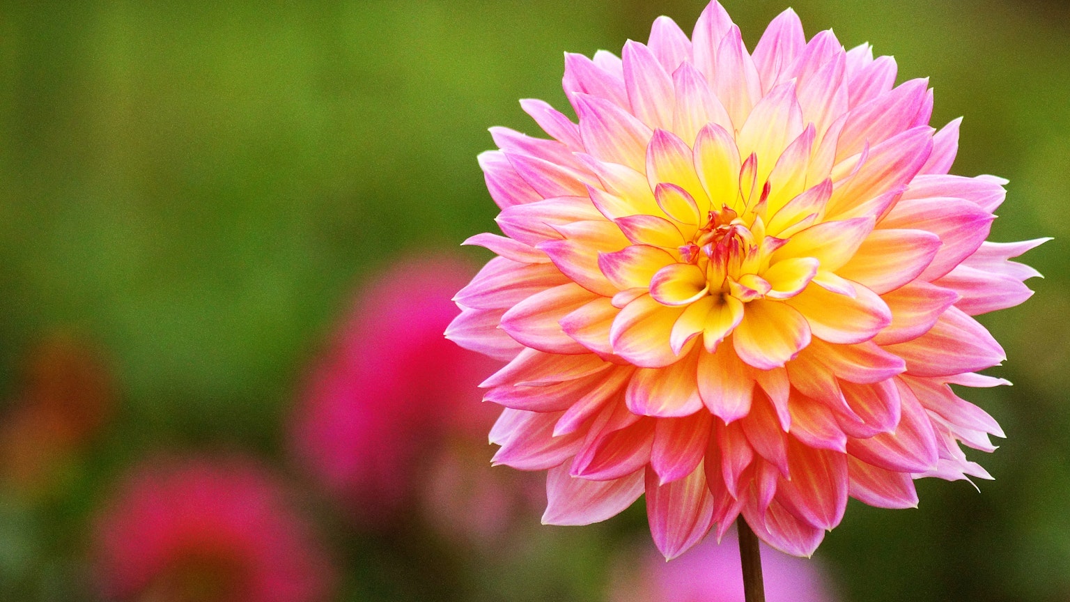 Một bông hoa dahlia hồng và vàng rực rỡ ở trung tâm với nền là những bông hoa nhiều màu bị mờ