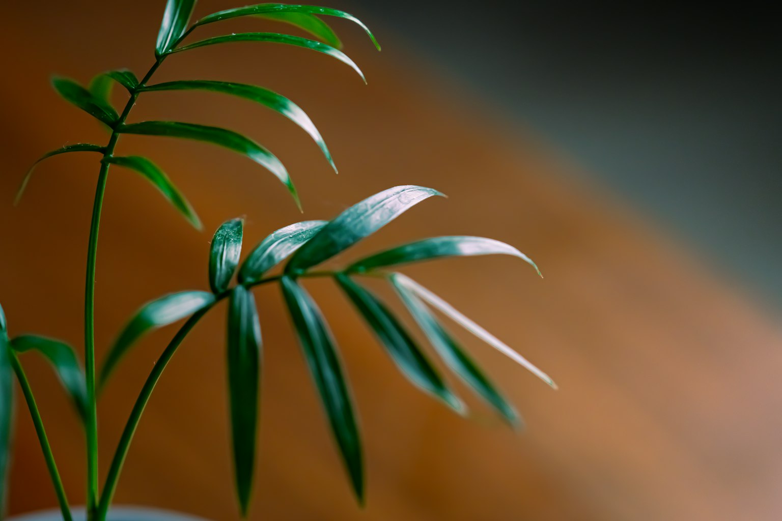 Close-up of a green plant with slender leaves against a soft wooden background