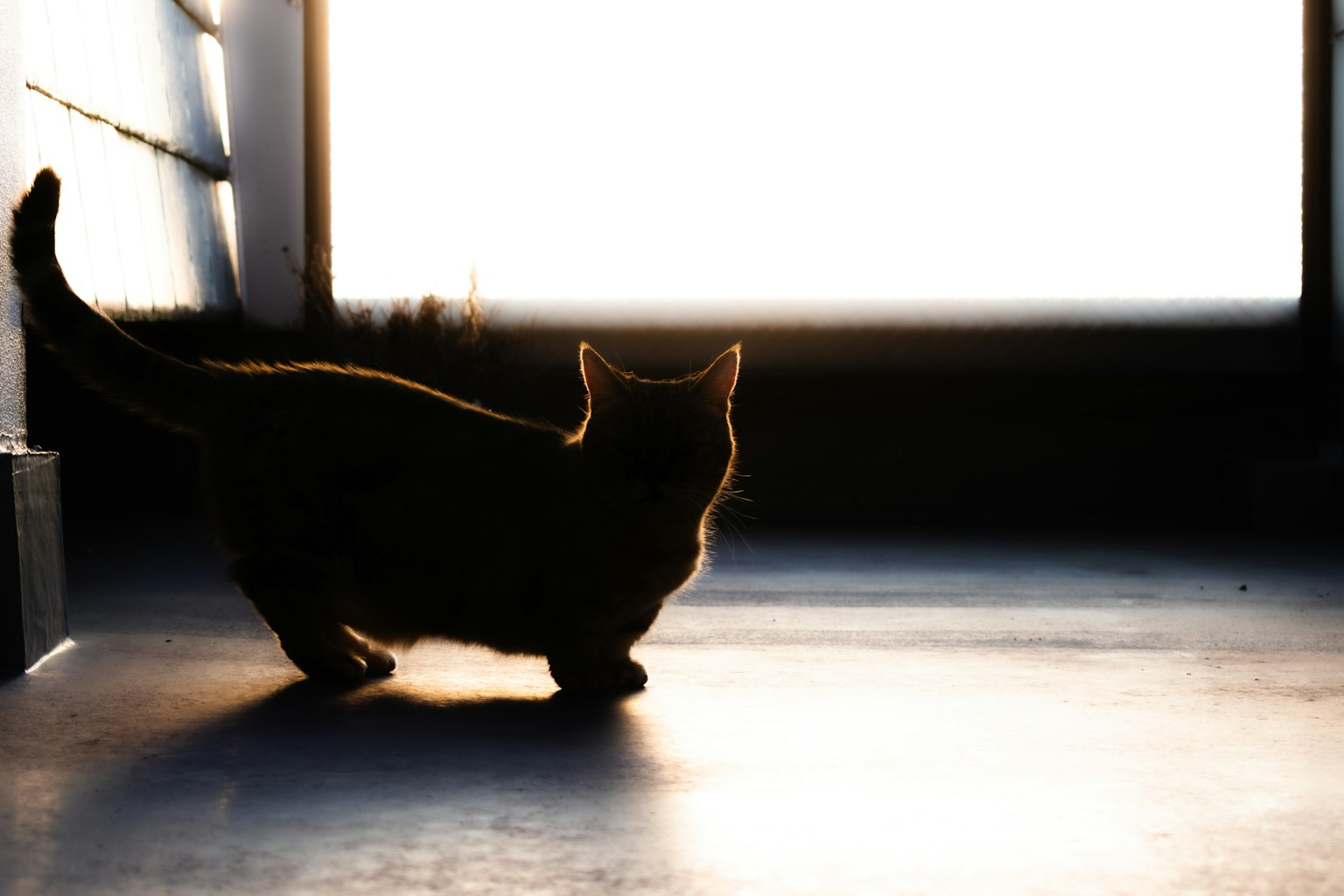 Silhouette di un gatto in piedi davanti a una finestra con luce brillante sullo sfondo