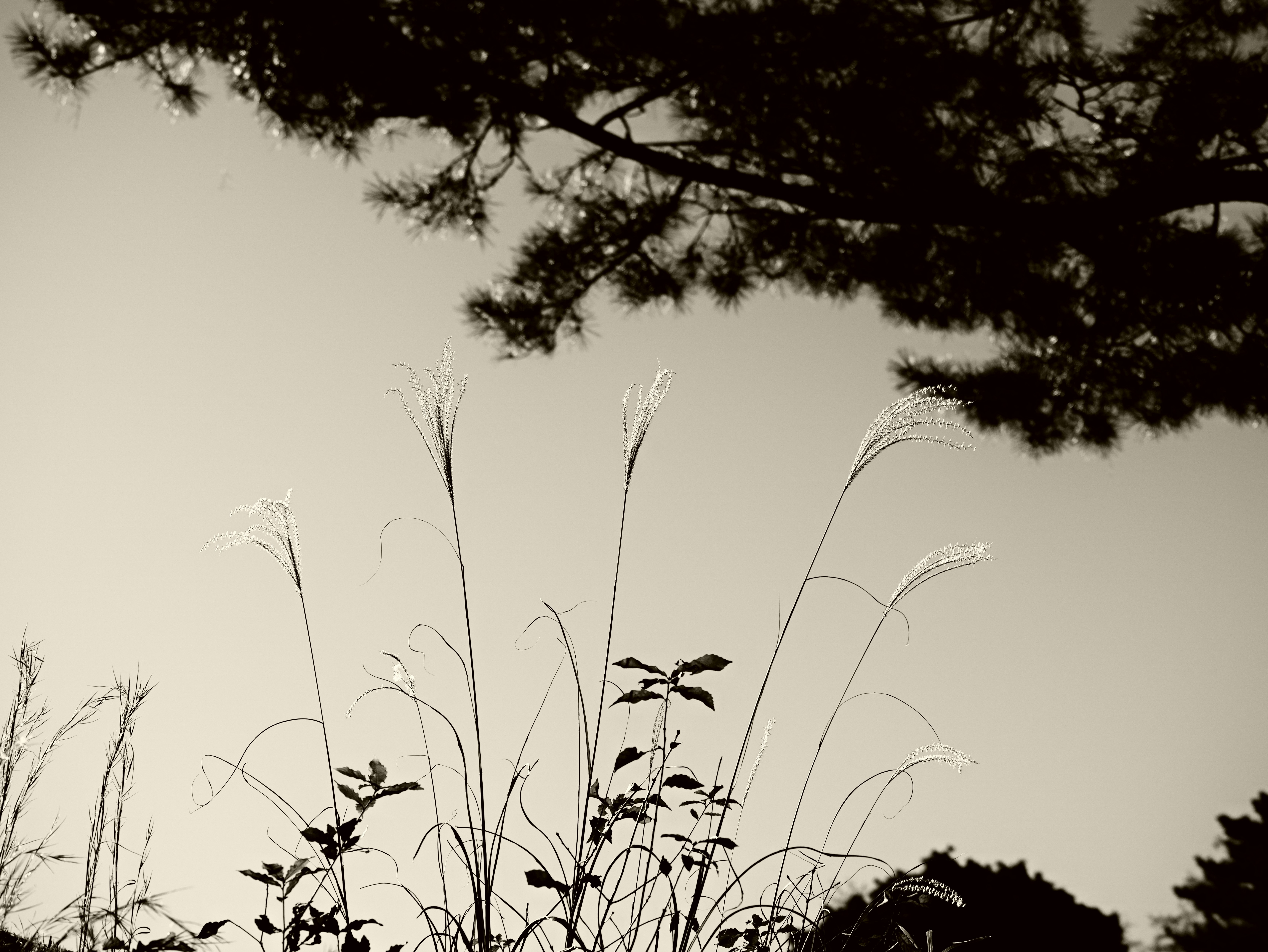 Grasfeld in der Dämmerung mit Baum-Silhouetten