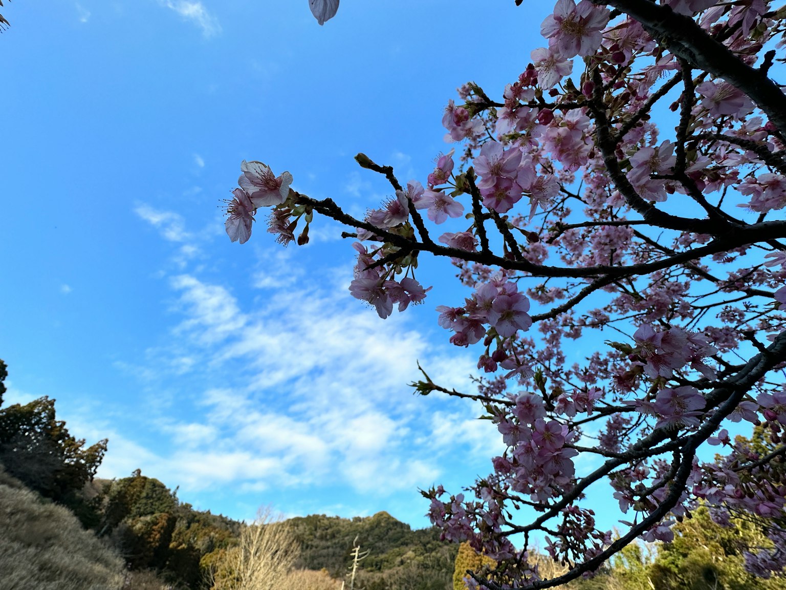 Una foto di rami di ciliegio in fiore contro un cielo blu