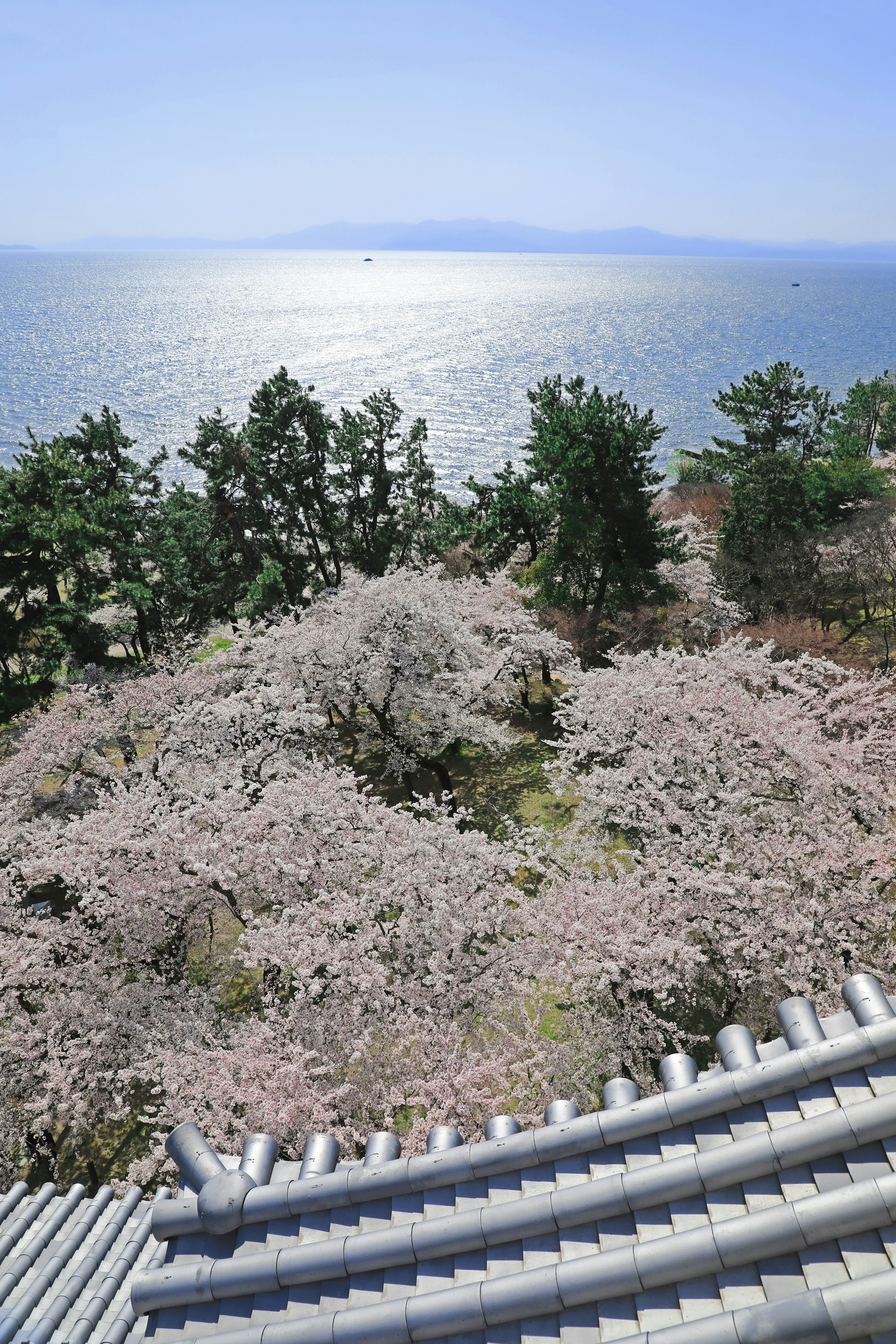 Spring view of Lake Biwa and cherry blossoms from Nagahama Castle’s keep