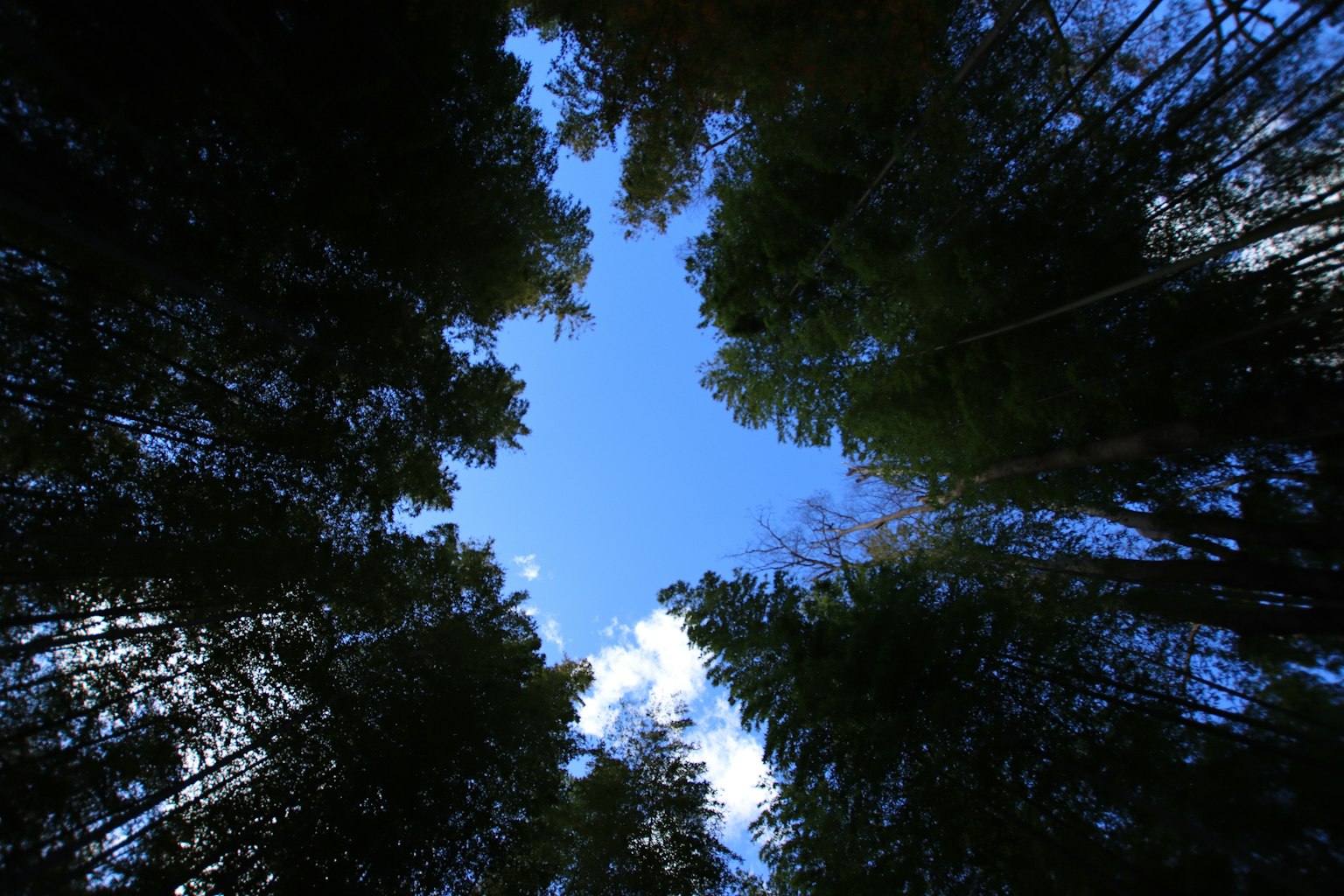 Pemandangan langit biru yang dikelilingi pohon tinggi