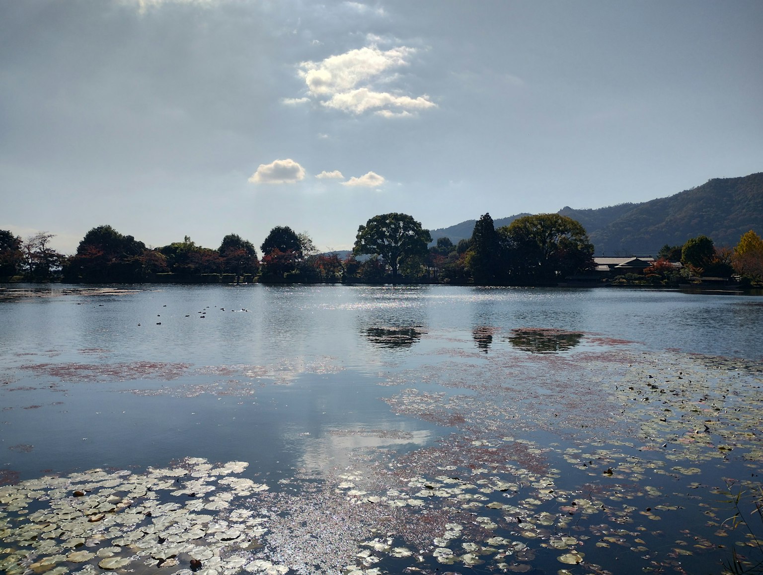 Ruhiger See mit schwimmenden Seerosen und Bäumen in der Ferne
