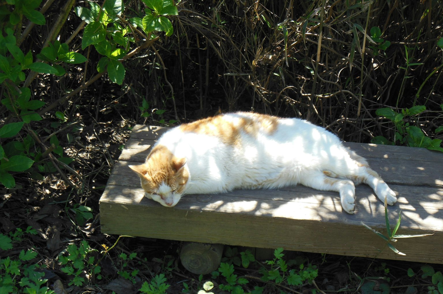 Un chat blanc allongé sur une planche en bois à l'ombre