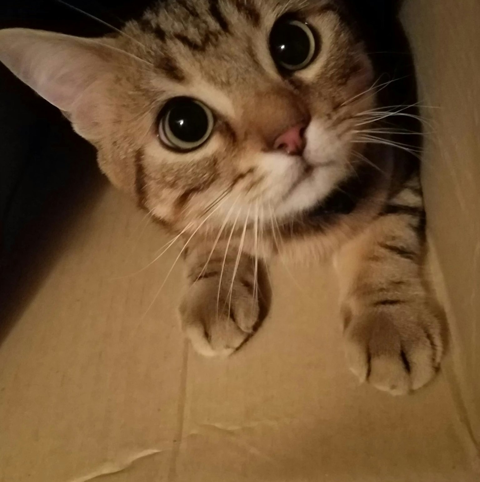 A close-up of a brown tabby cat inside a cardboard box