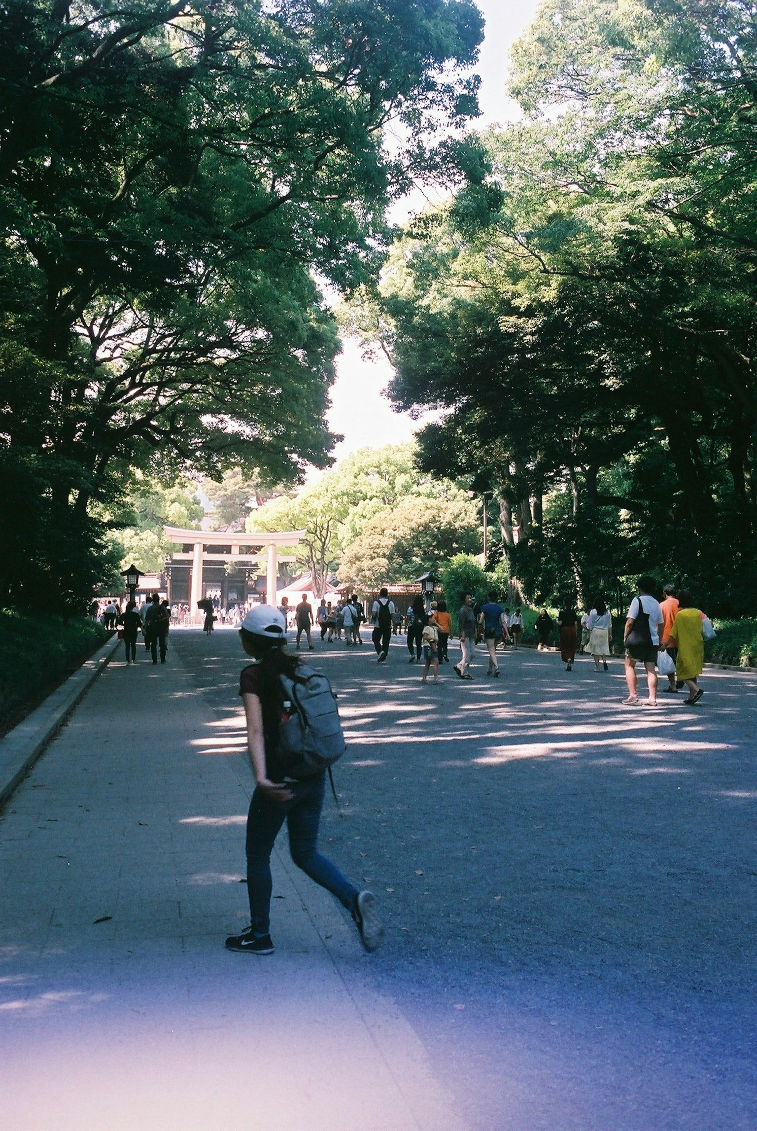 A scenic park pathway with people walking among lush trees