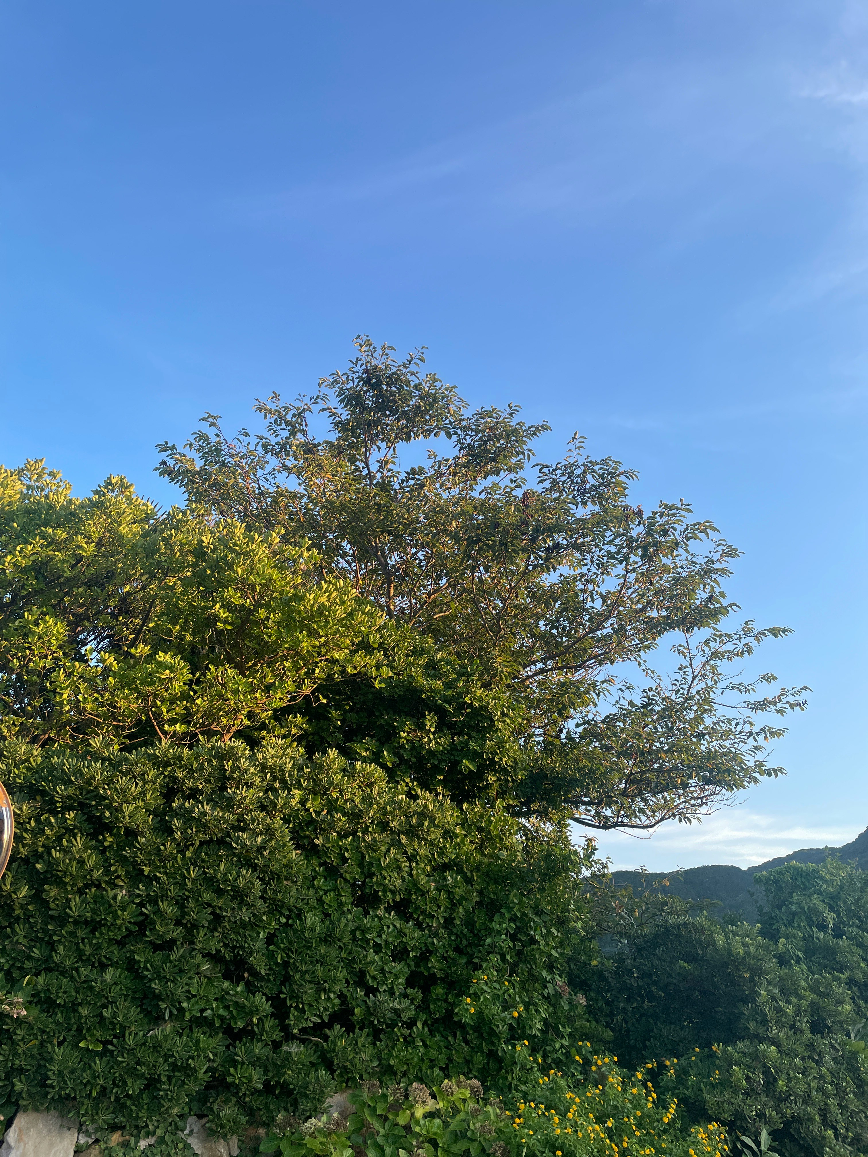 青空の下、緑の木々と山並みが広がる景色