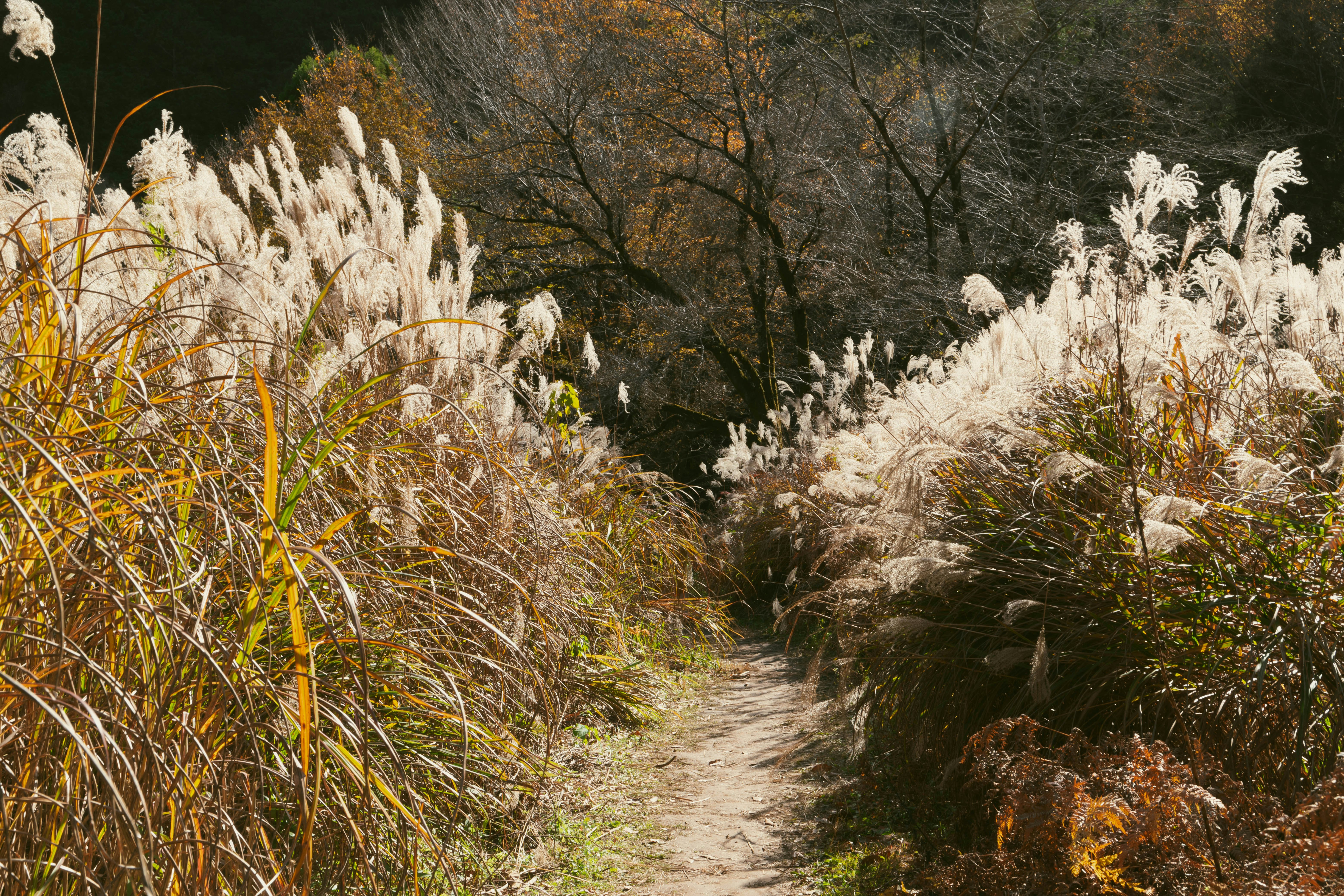 Waldweg mit trockenem Gras und weißen Blütenwedeln