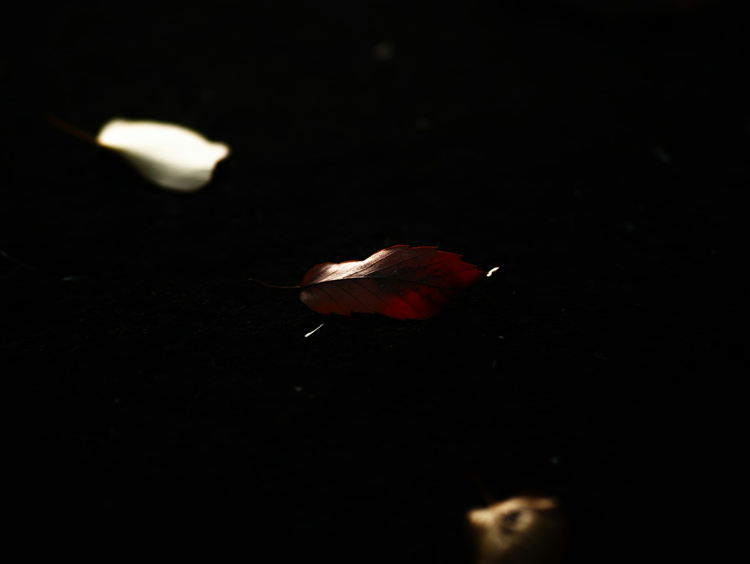 Contraste de un pétalo de flor rojo y pétalos blancos flotando en el agua