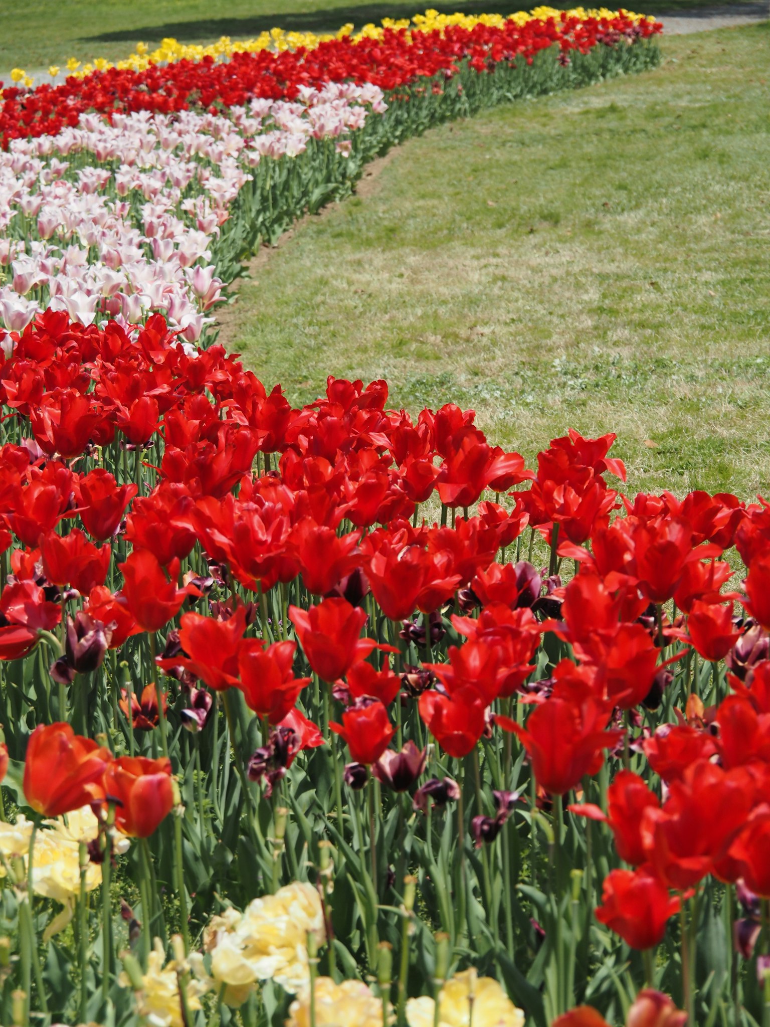 Lebhafte Gartenszene mit blühenden roten Tulpen und bunten Blumen