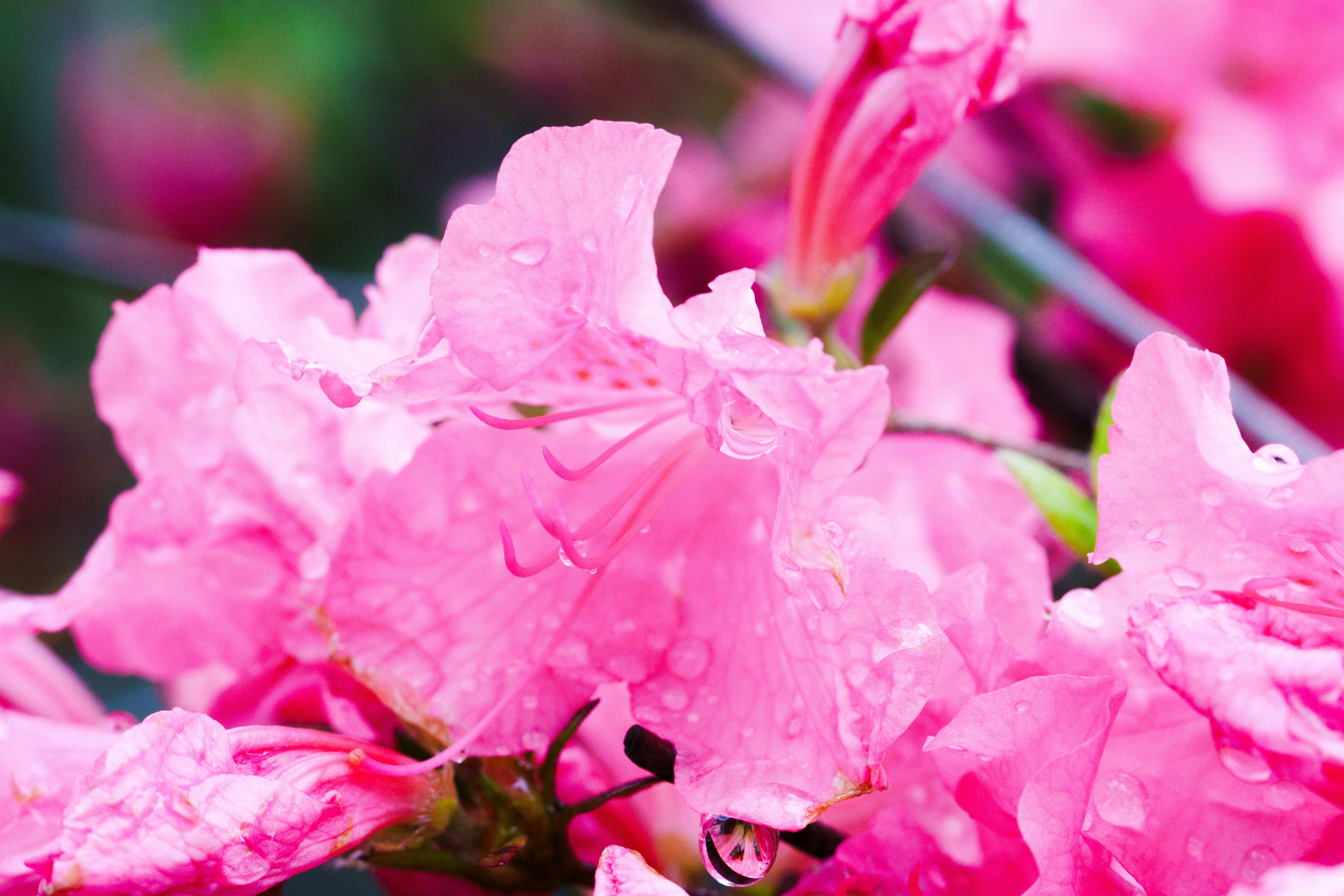 gros plan sur des pétales de pivoine rose avec des gouttes d’eau