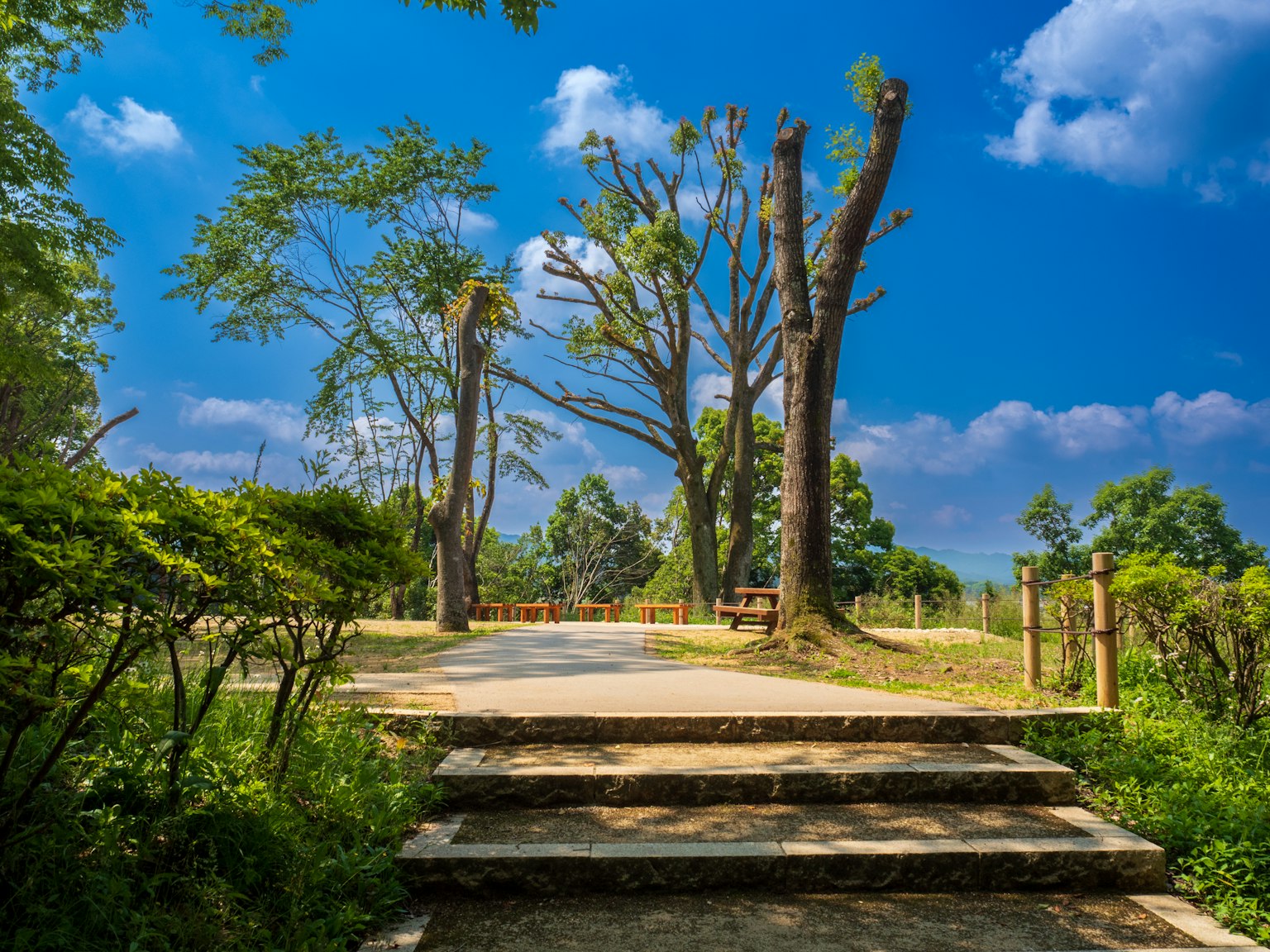 Vista panoramica di un parco sotto un cielo blu con un sentiero e alberi