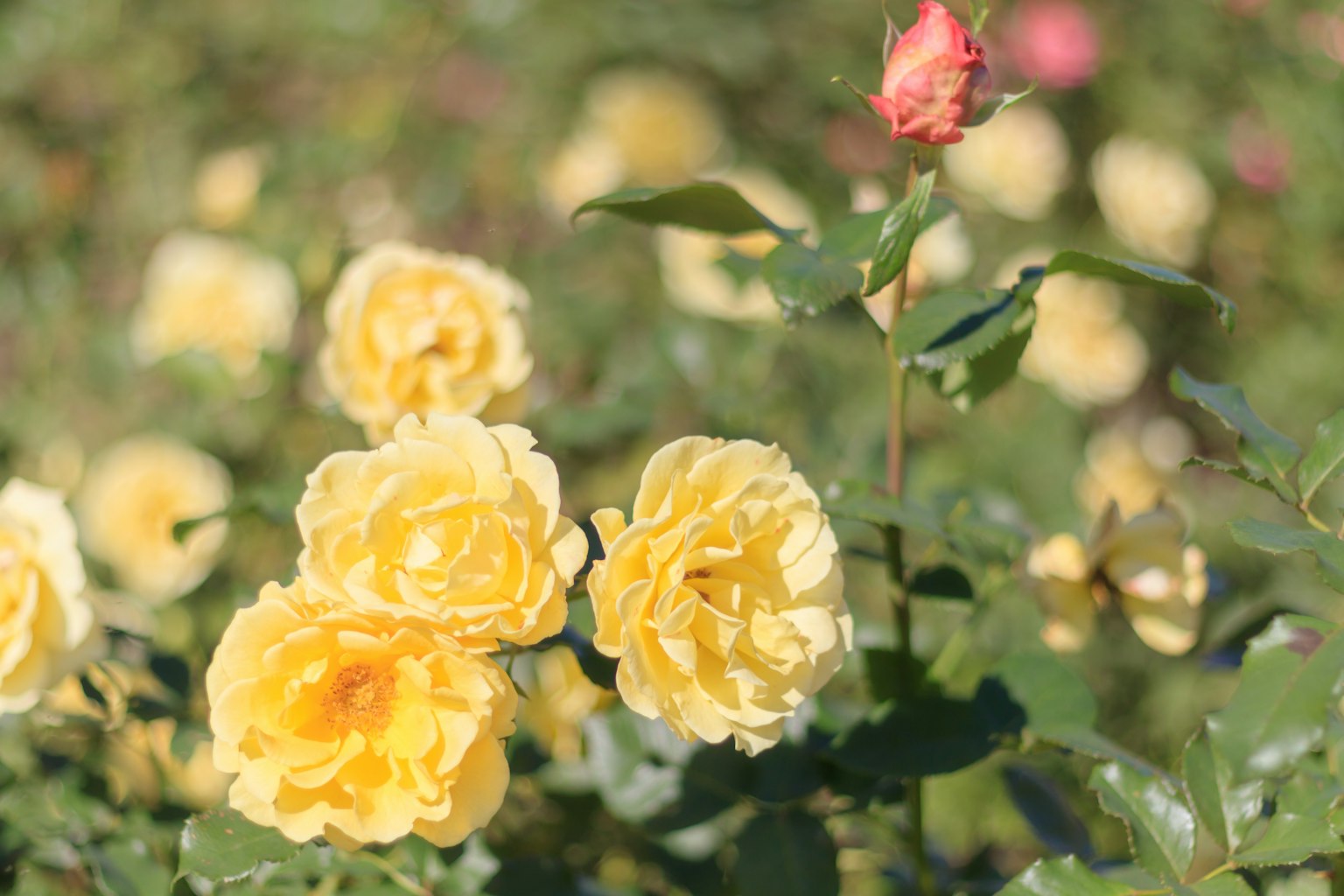 Ein Cluster von blühenden gelben Rosen mit einer rosa Knospe in der Nähe