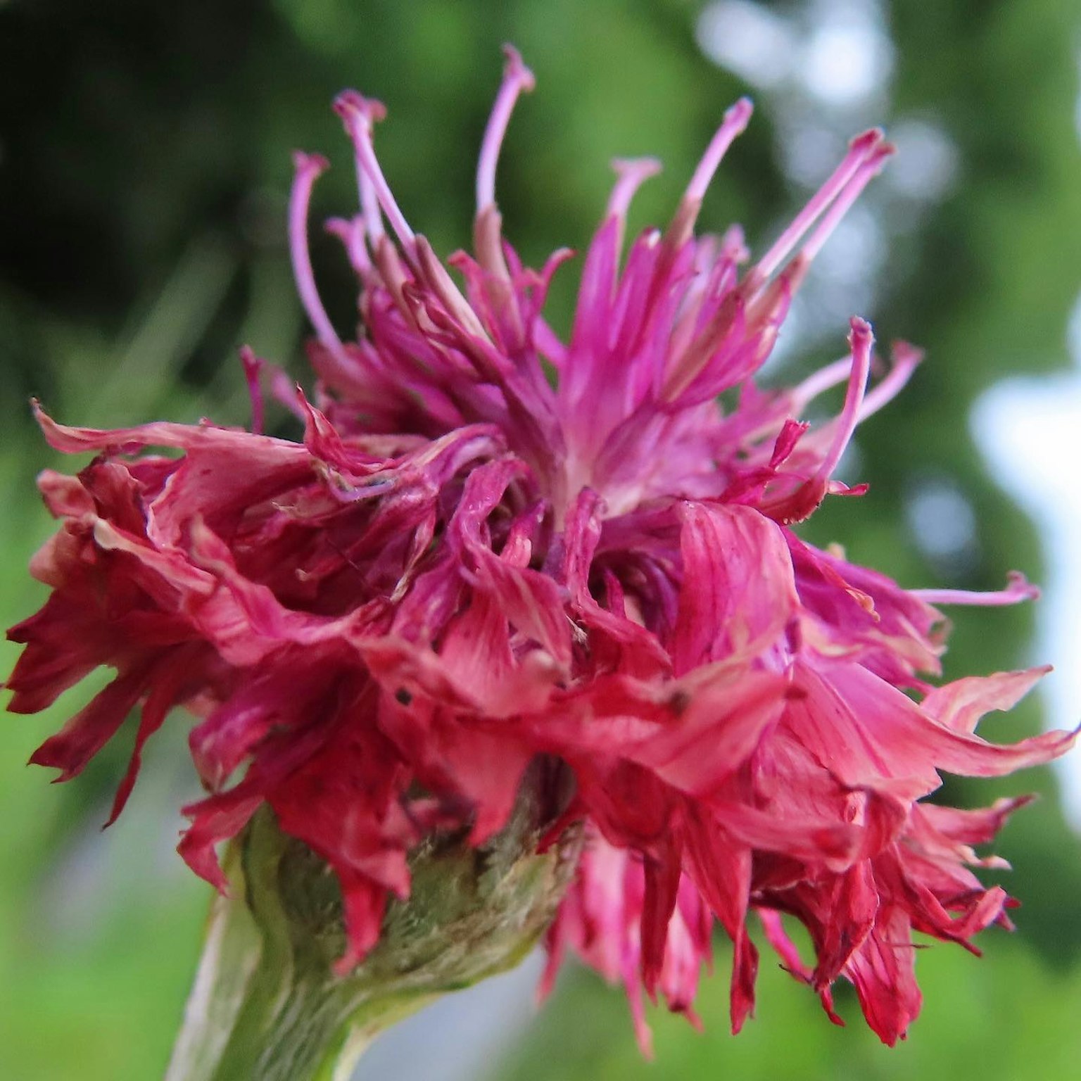 Gros plan d'une fleur rose vive avec des pétales complexes sur un fond vert