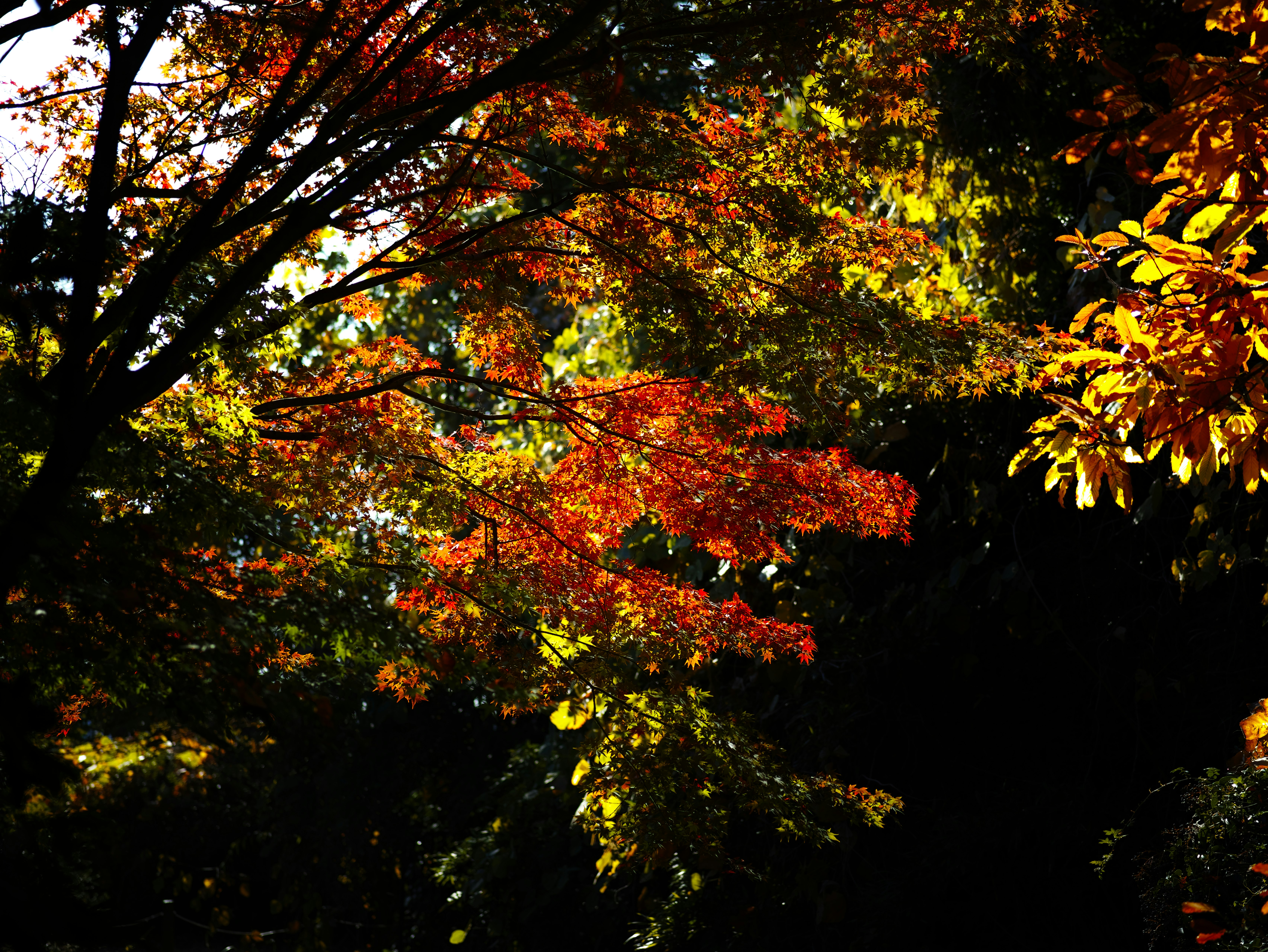 色づく木々の紅葉が広がる森の景色