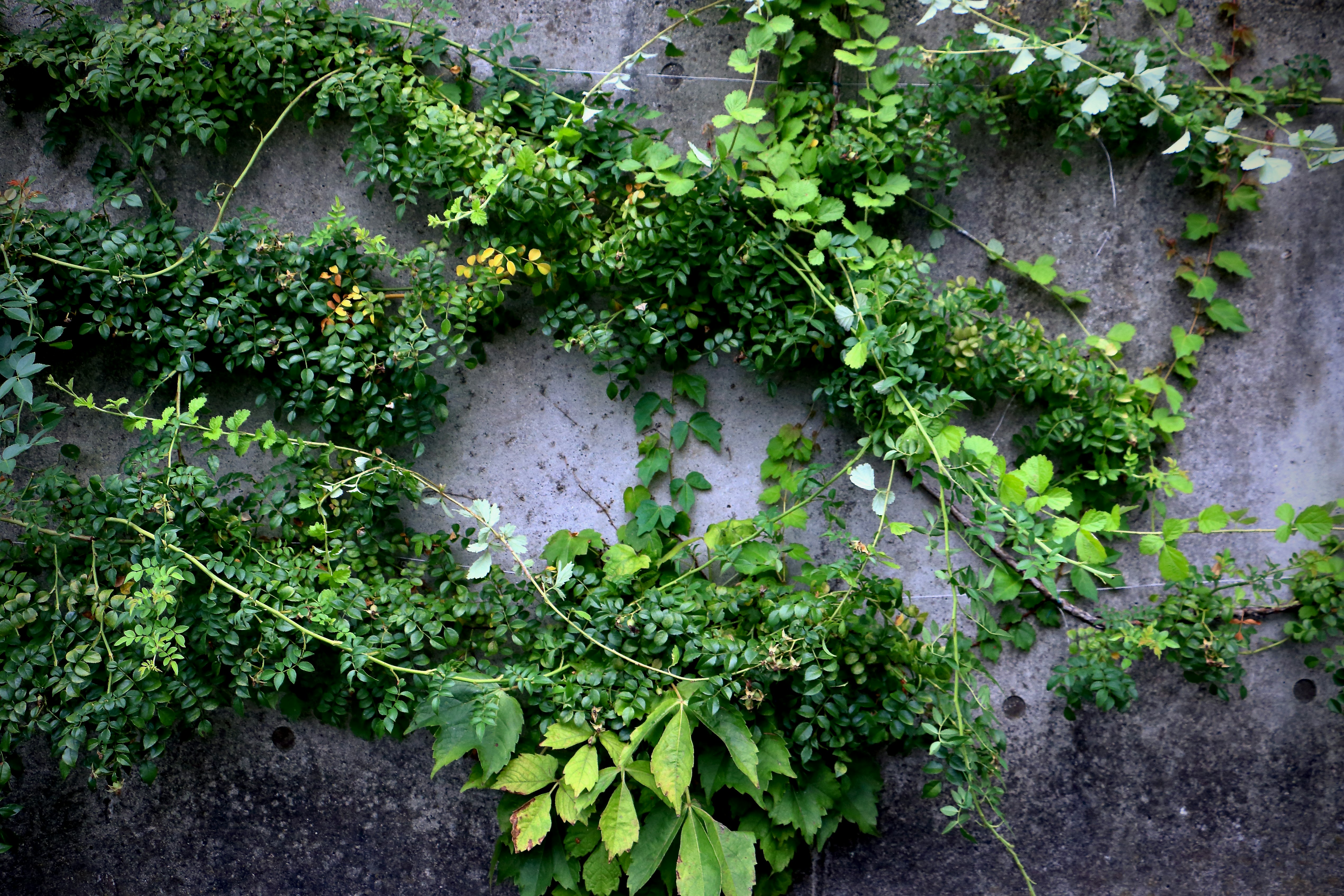 green vines and leaves covering a wall image