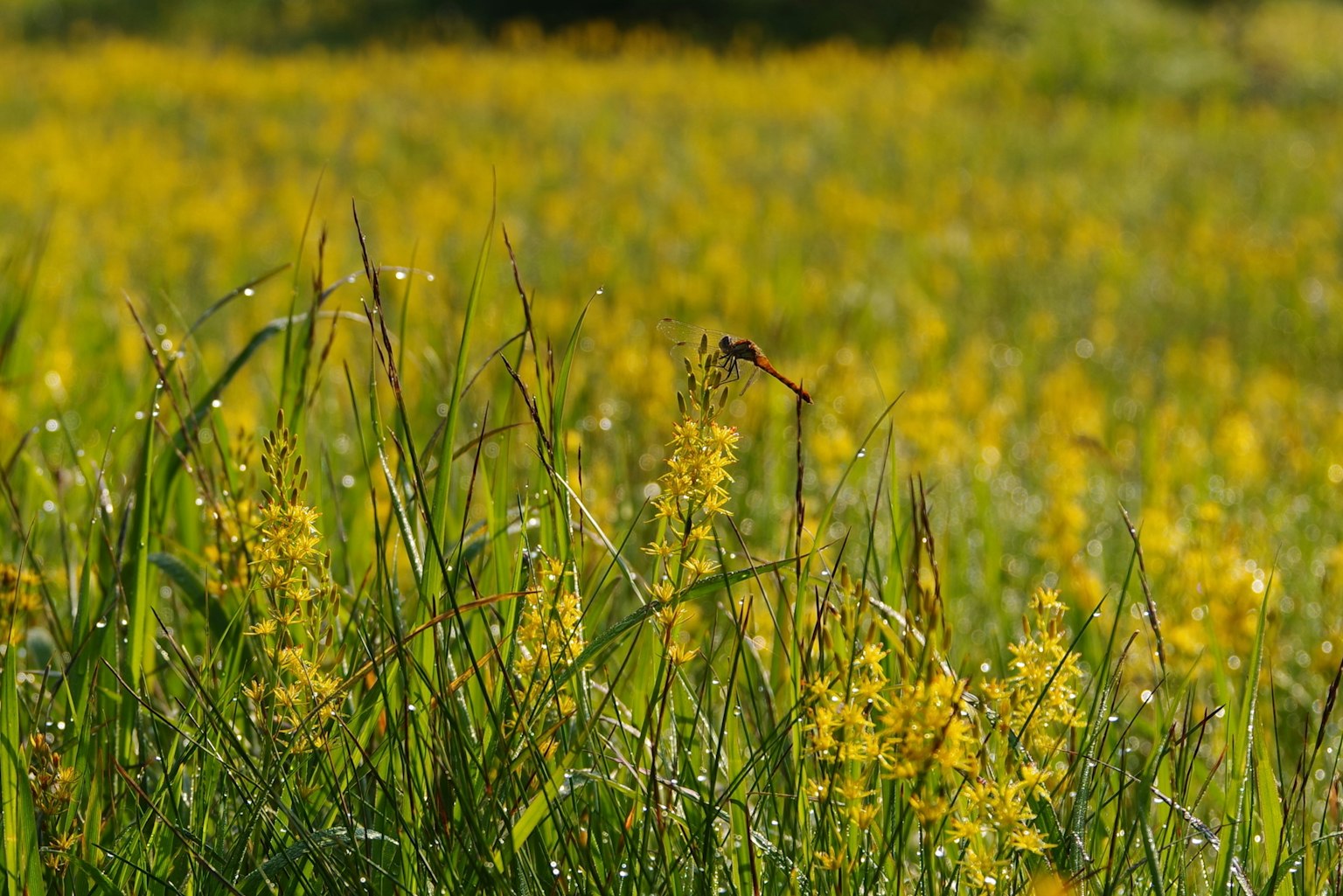 A field of yellow flowers with lush green grass in the foreground