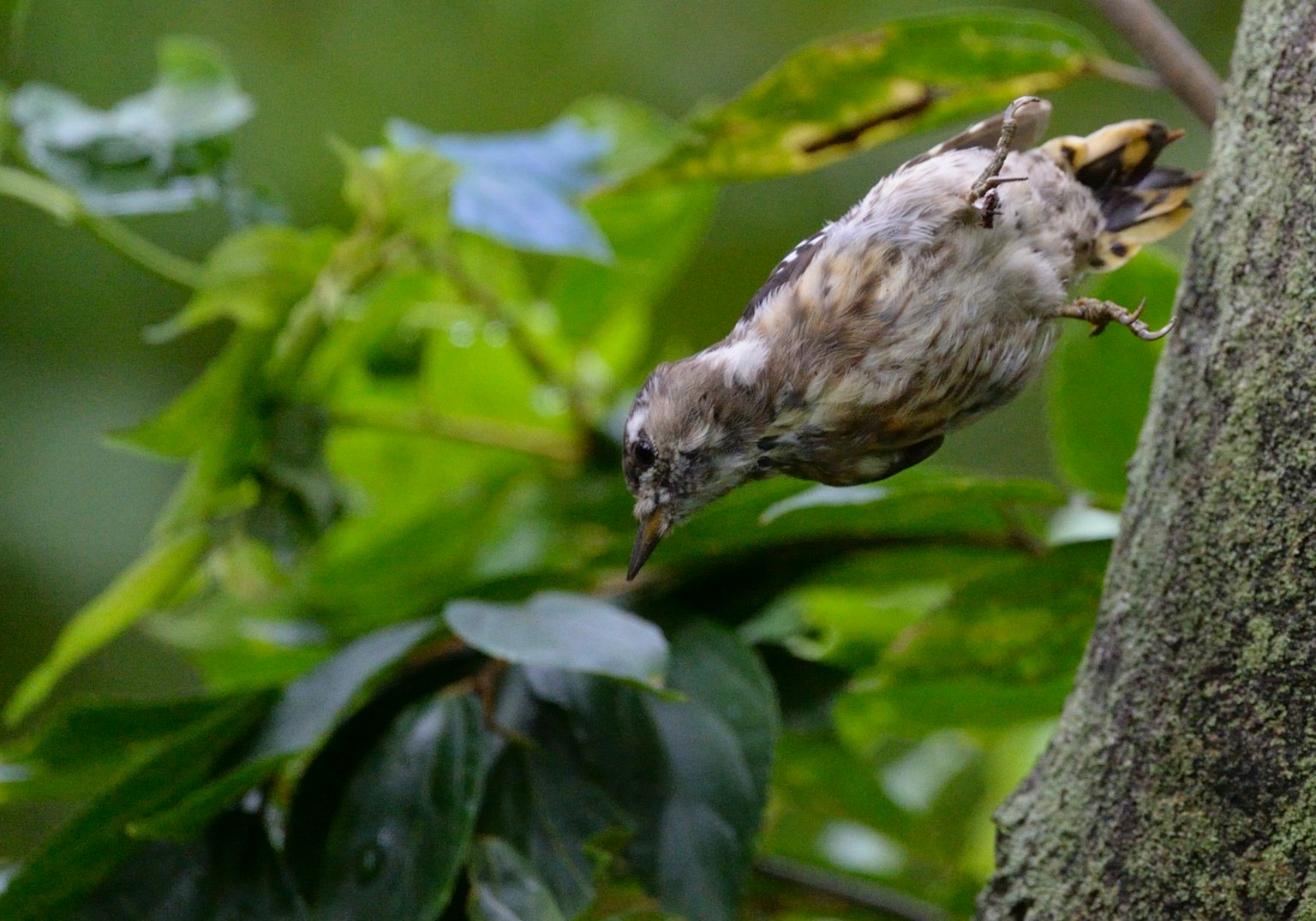 Small bird jumping off tree trunk surrounded by green leaves