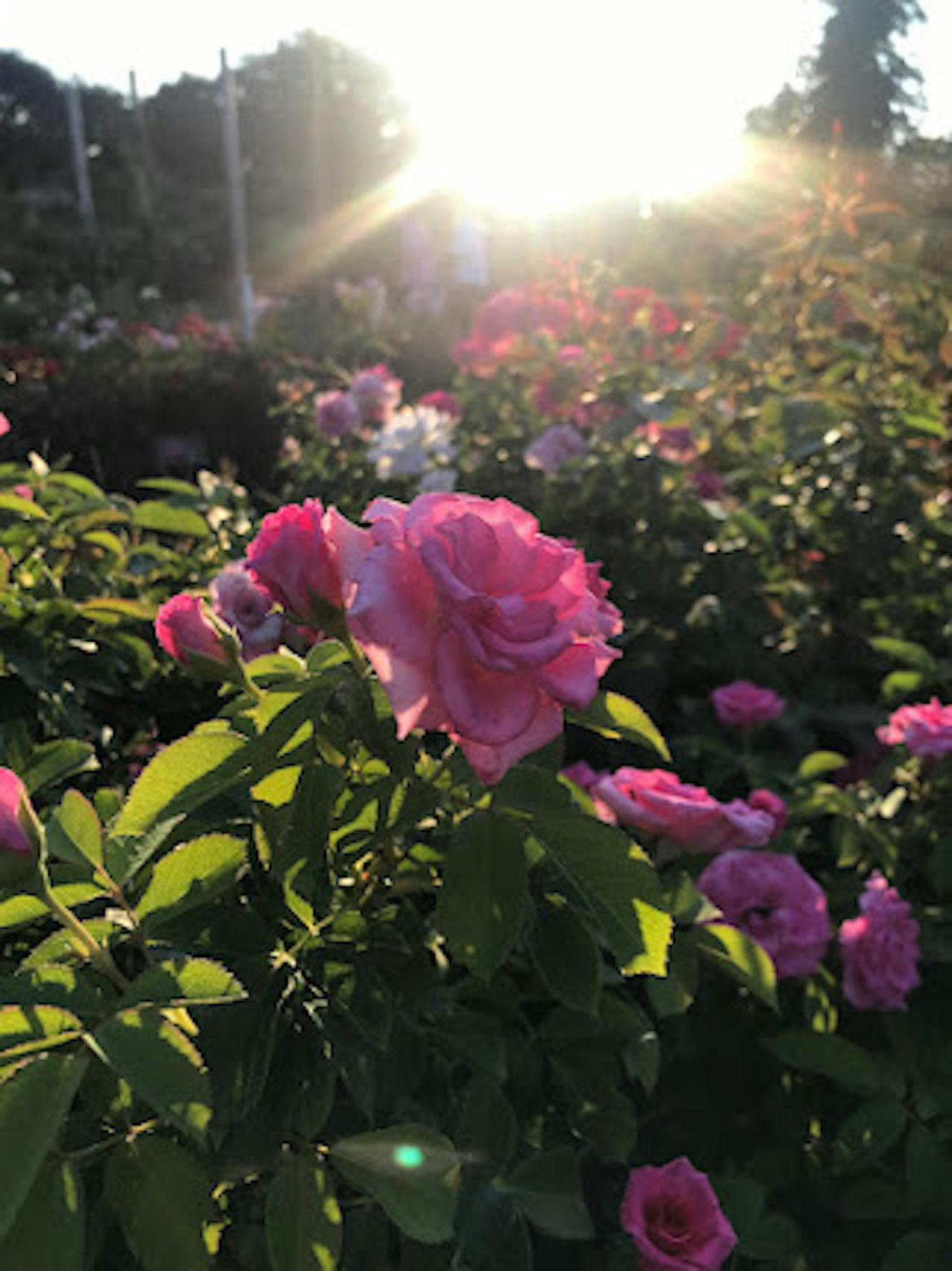Rosa blühende Rosen mit grünen Blättern vor einem Sonnenuntergang