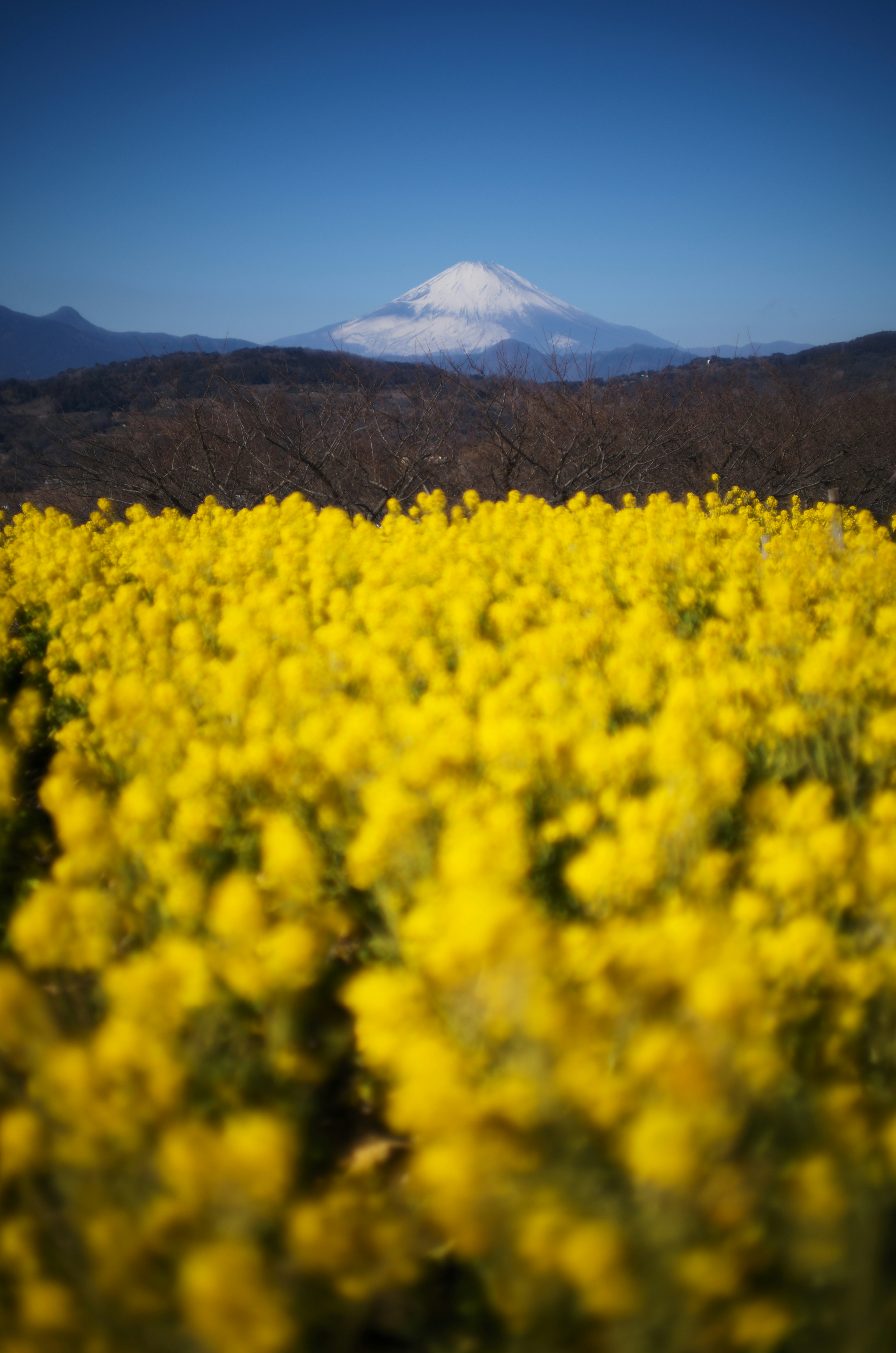 菜の花畑と富士山を望む山並みの風景