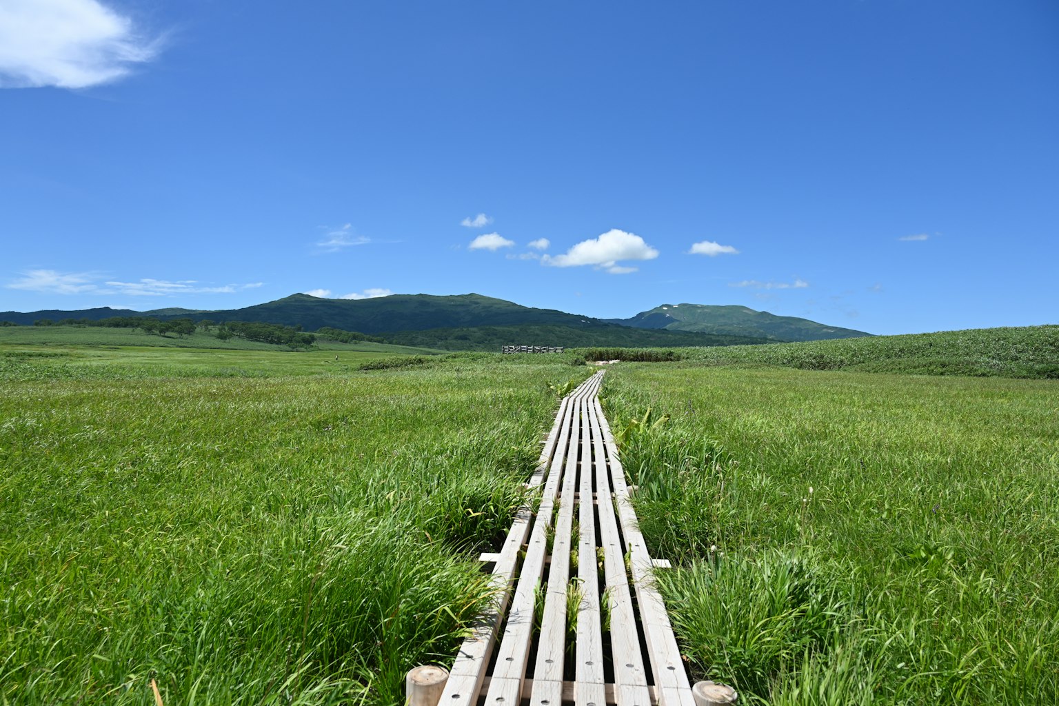 Pasarela de madera que atraviesa hierba verde bajo un cielo azul